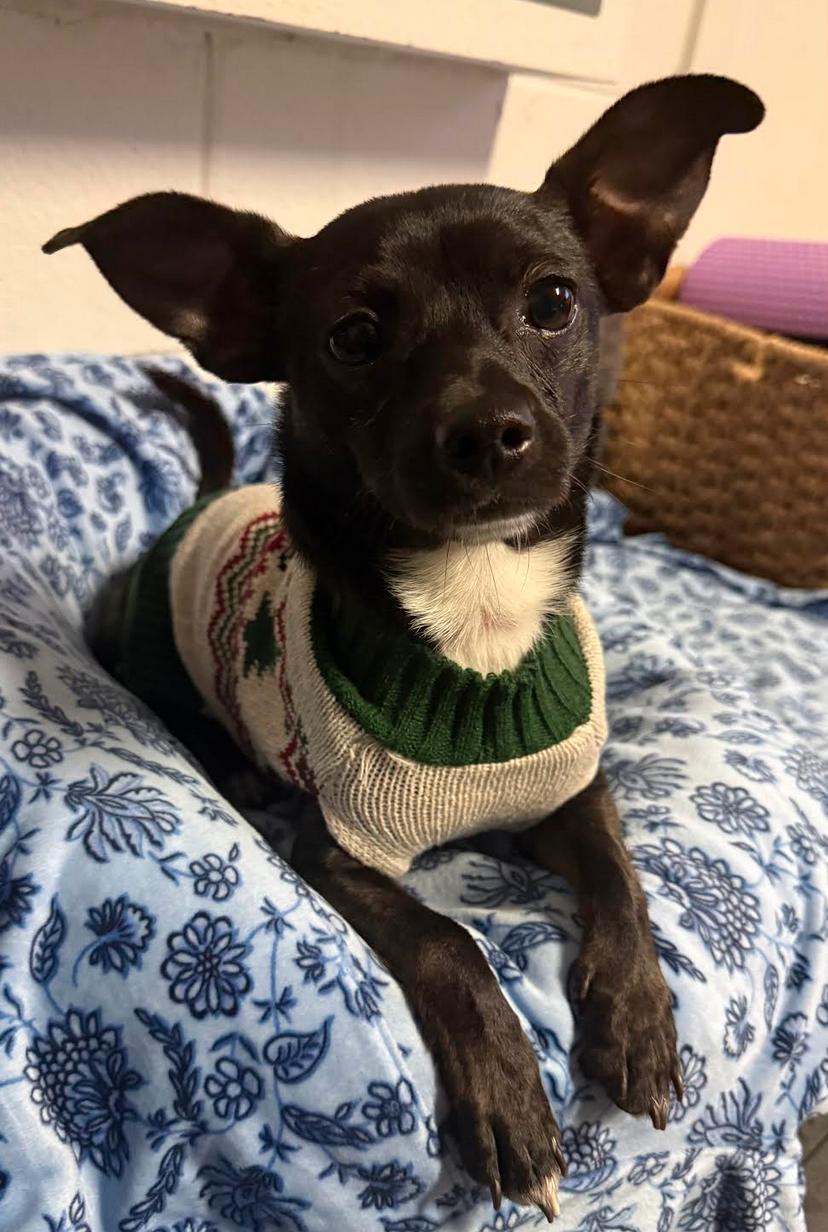 Enlarge Shadow, a Adoptable Chihuahua in Osteen, FL image 1/3