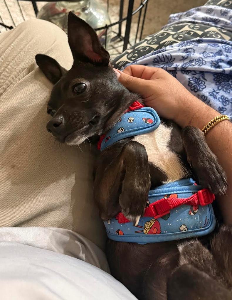 Enlarge Shadow, a Adoptable Chihuahua in Osteen, FL image 2/3