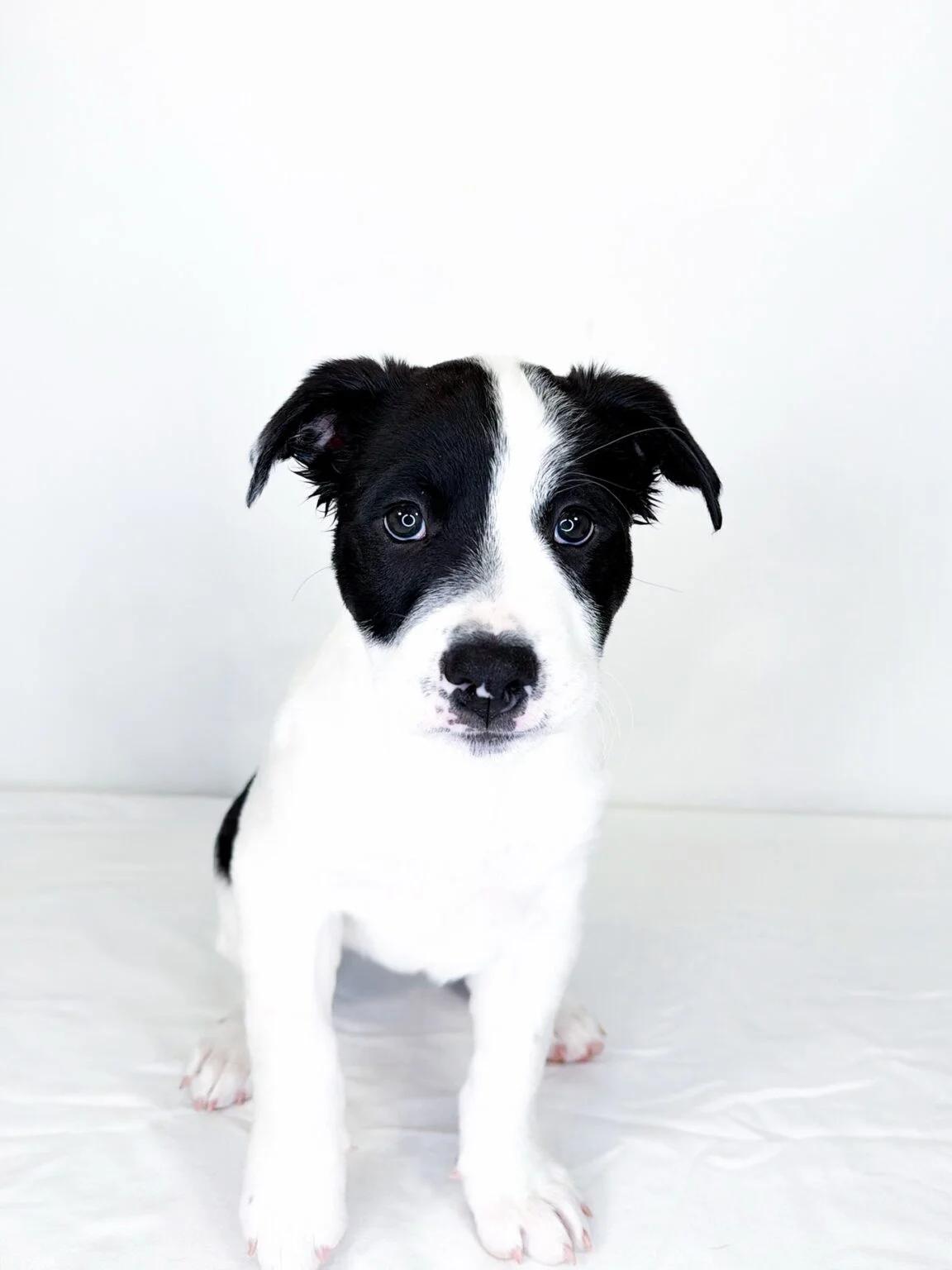 Tootles, an adoptable mixed breed in Bixby, OK image 3/5