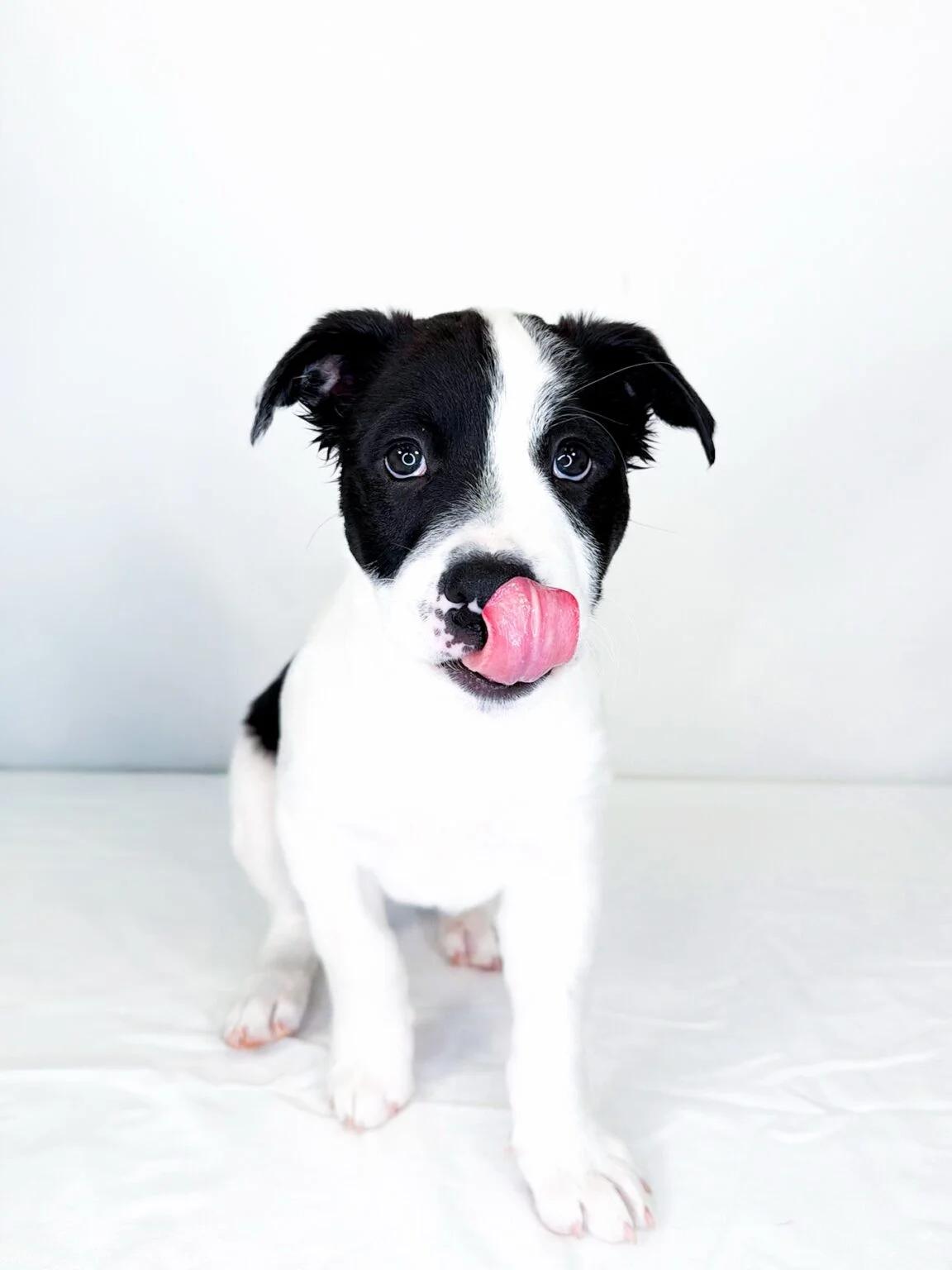 Tootles, an adoptable mixed breed in Bixby, OK image 1/5