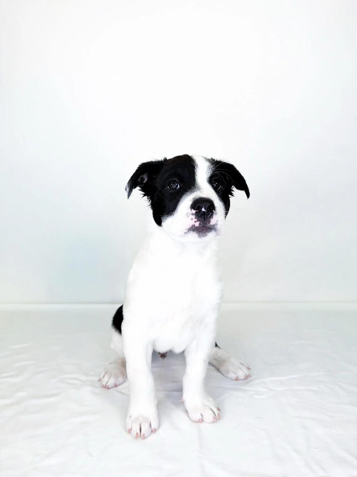 Tootles, an adoptable mixed breed in Bixby, OK image 5/5