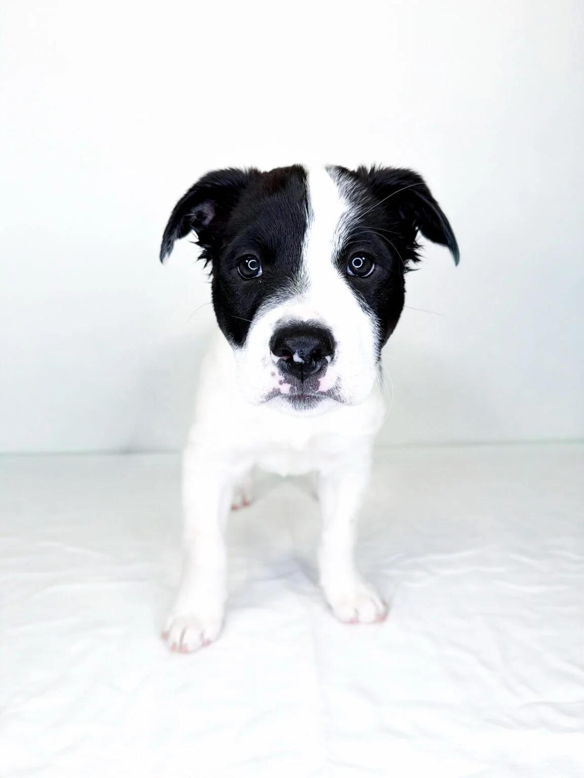 Tootles, an adoptable mixed breed in Bixby, OK image 2/5