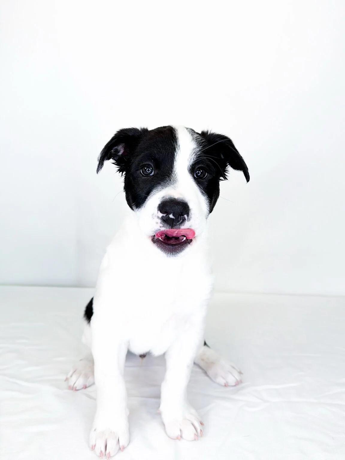 Tootles, an adoptable mixed breed in Bixby, OK image 4/5