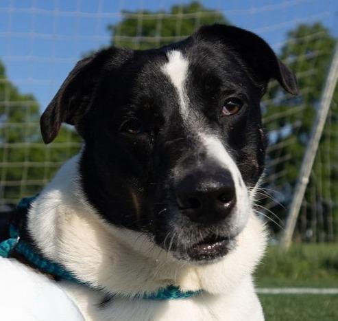 Enlarge Tip, a Adoptable mixed breed in Utica, MI image 1/6