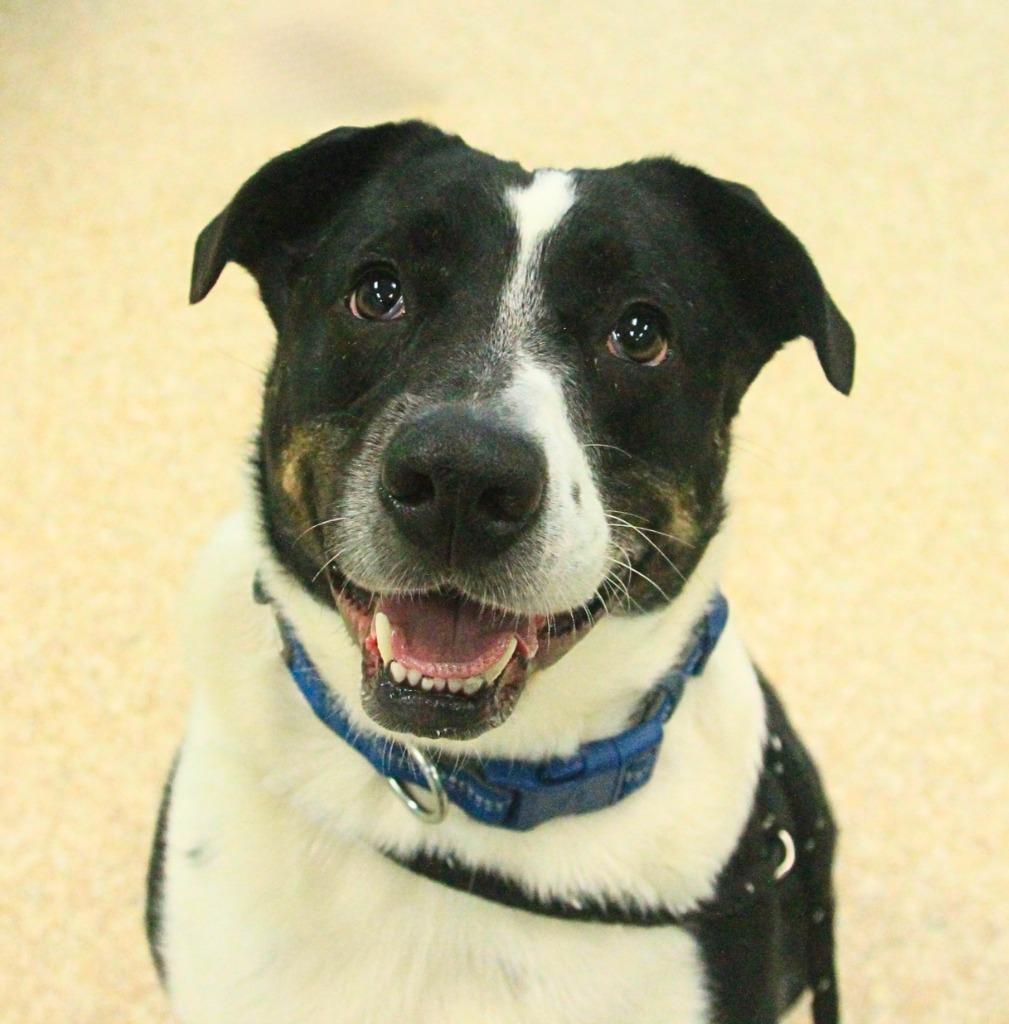 Enlarge Tip, a Adoptable mixed breed in Utica, MI image 2/6