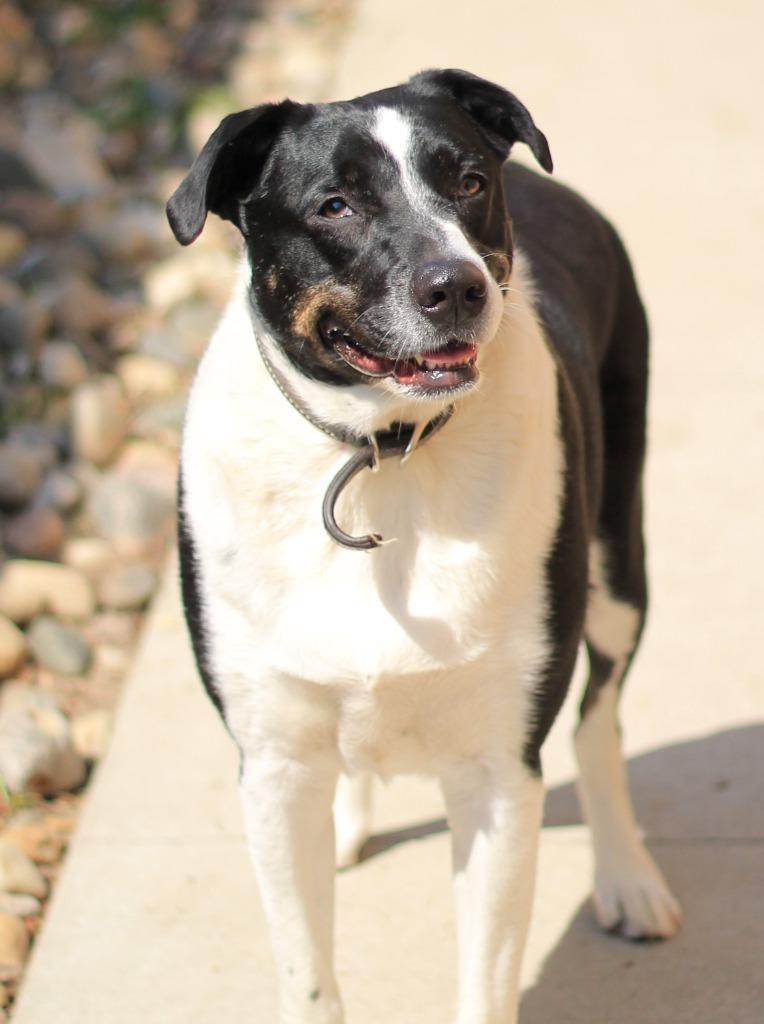 Tip, Adoptable, Adult Male Border Collie & Mixed Breed.