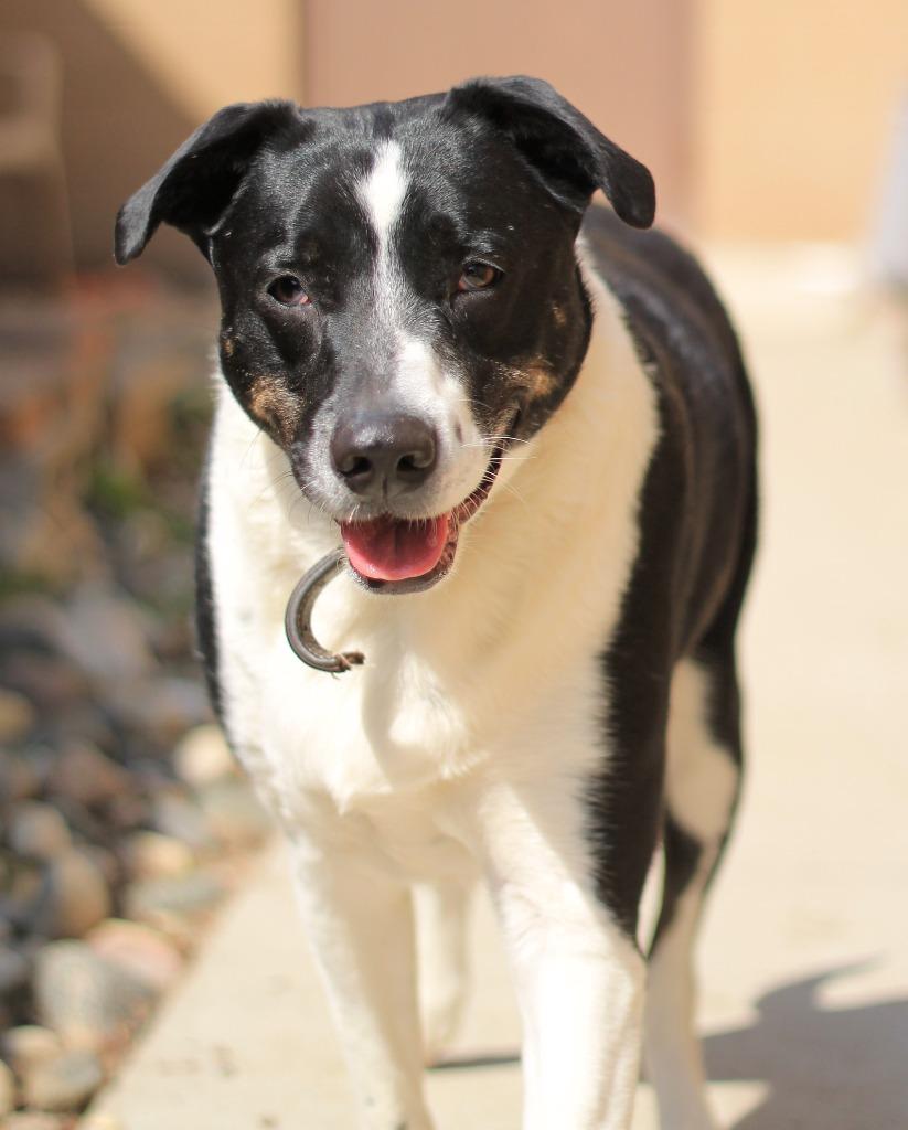 Enlarge Tip, a Adoptable mixed breed in Utica, MI image 2/5