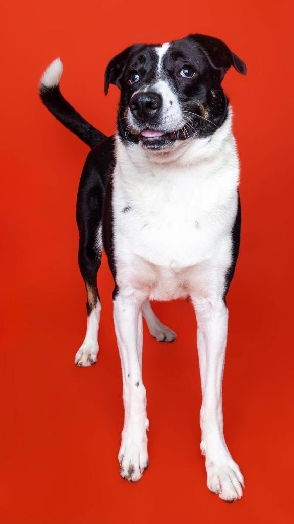 Enlarge Tip, a Adoptable mixed breed in Utica, MI image 5/6
