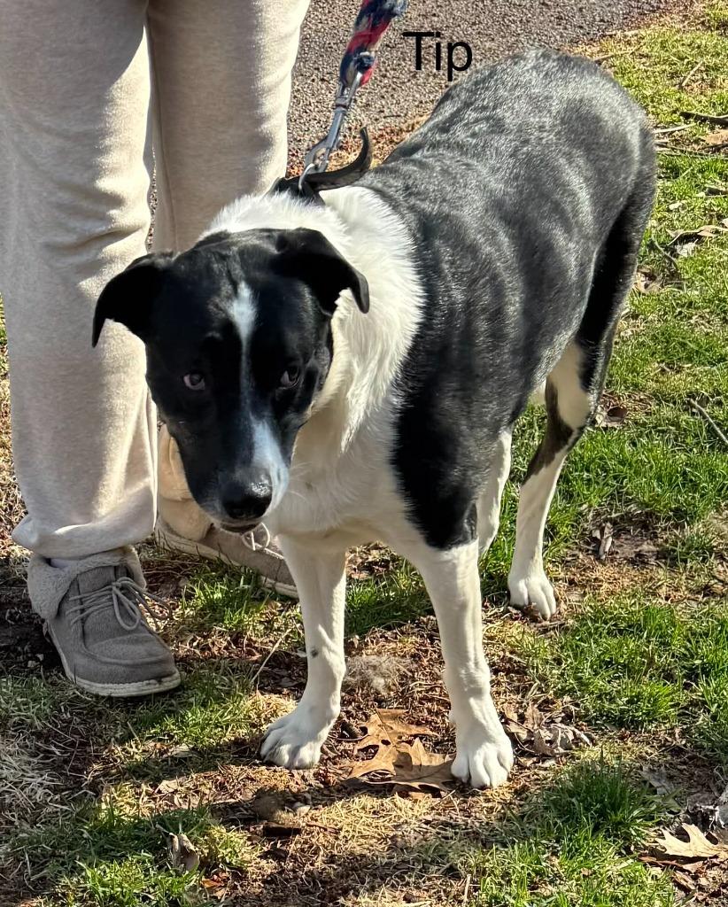 Enlarge Tip, a Adoptable mixed breed in Utica, MI image 3/5
