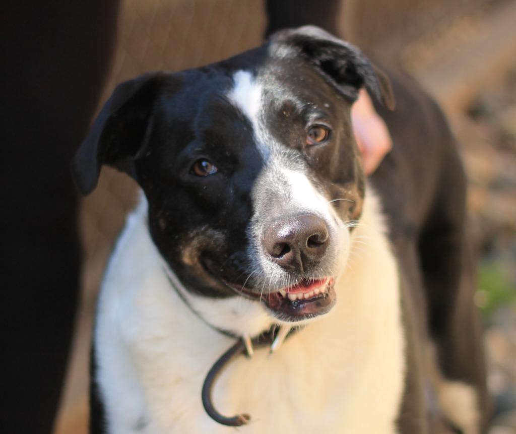 Enlarge Tip, a Adoptable mixed breed in Utica, MI image 4/5