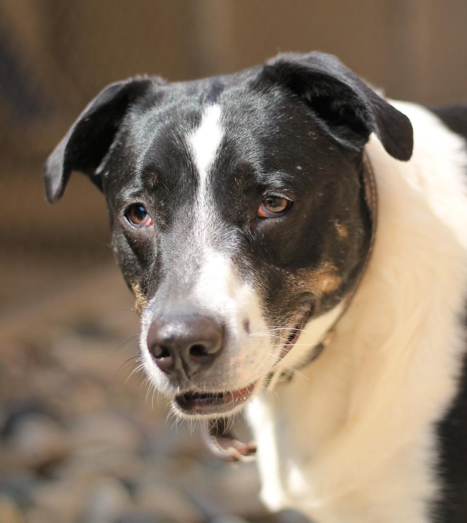 Enlarge Tip, a Adoptable mixed breed in Utica, MI image 5/5