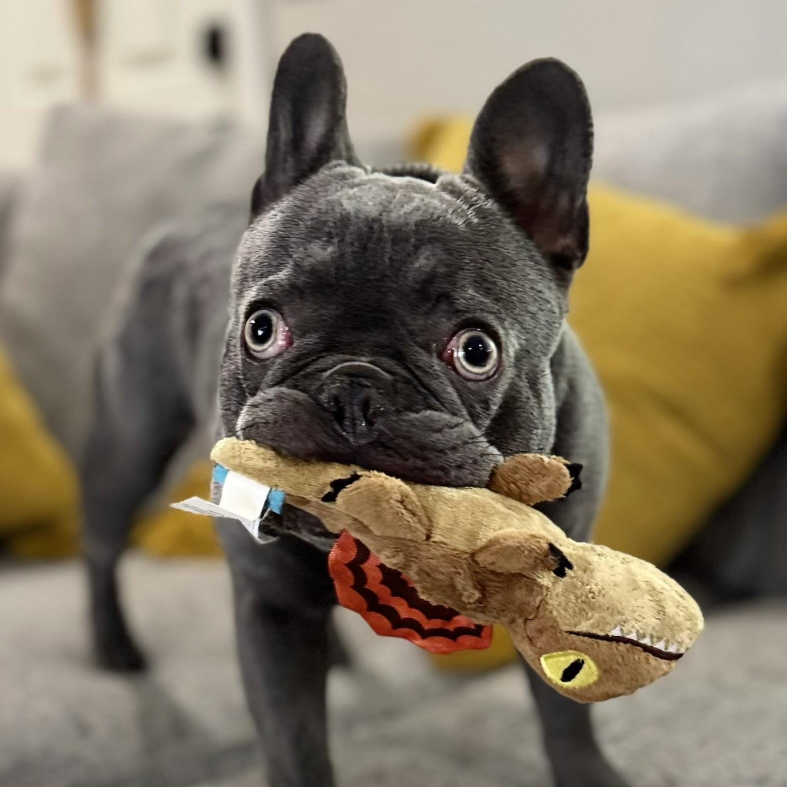 Enlarge Kevin, a Adoptable French Bulldog in Citrus Heights, CA image 5/6