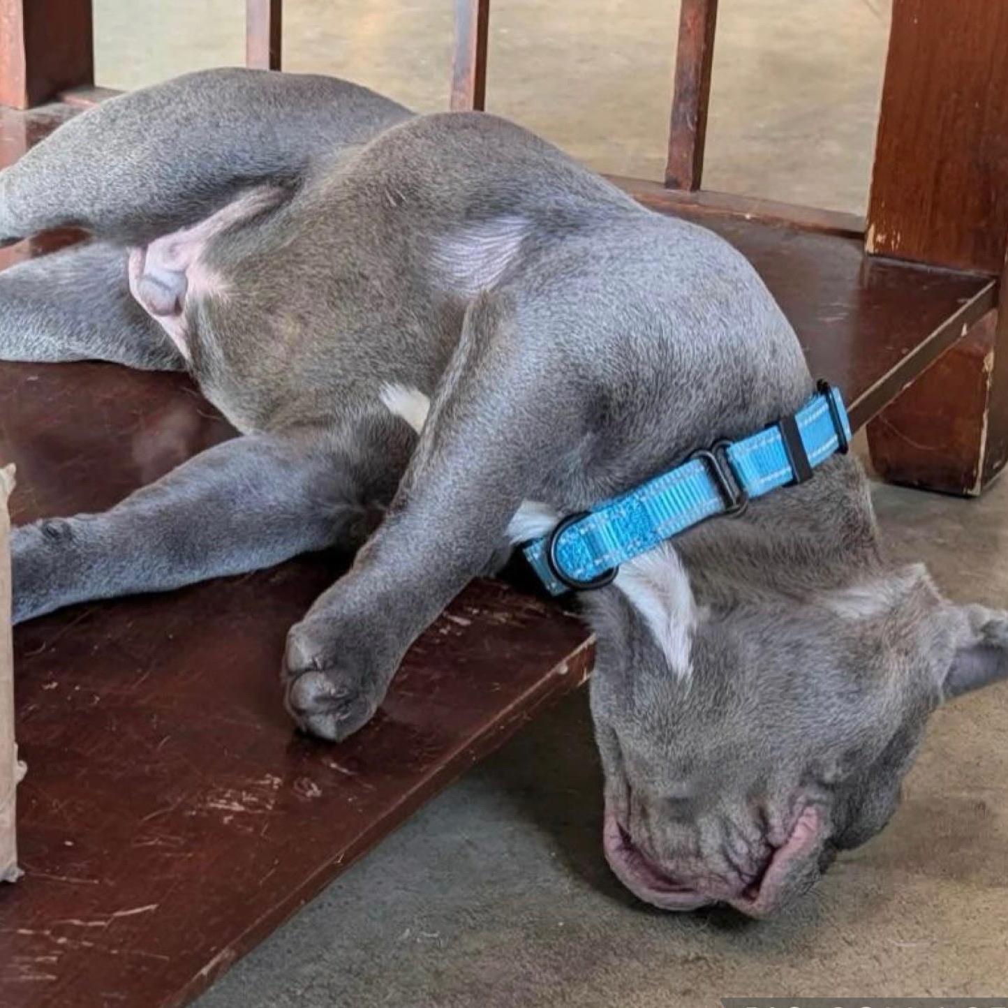 Enlarge Kevin, a Adoptable French Bulldog in Citrus Heights, CA image 4/6