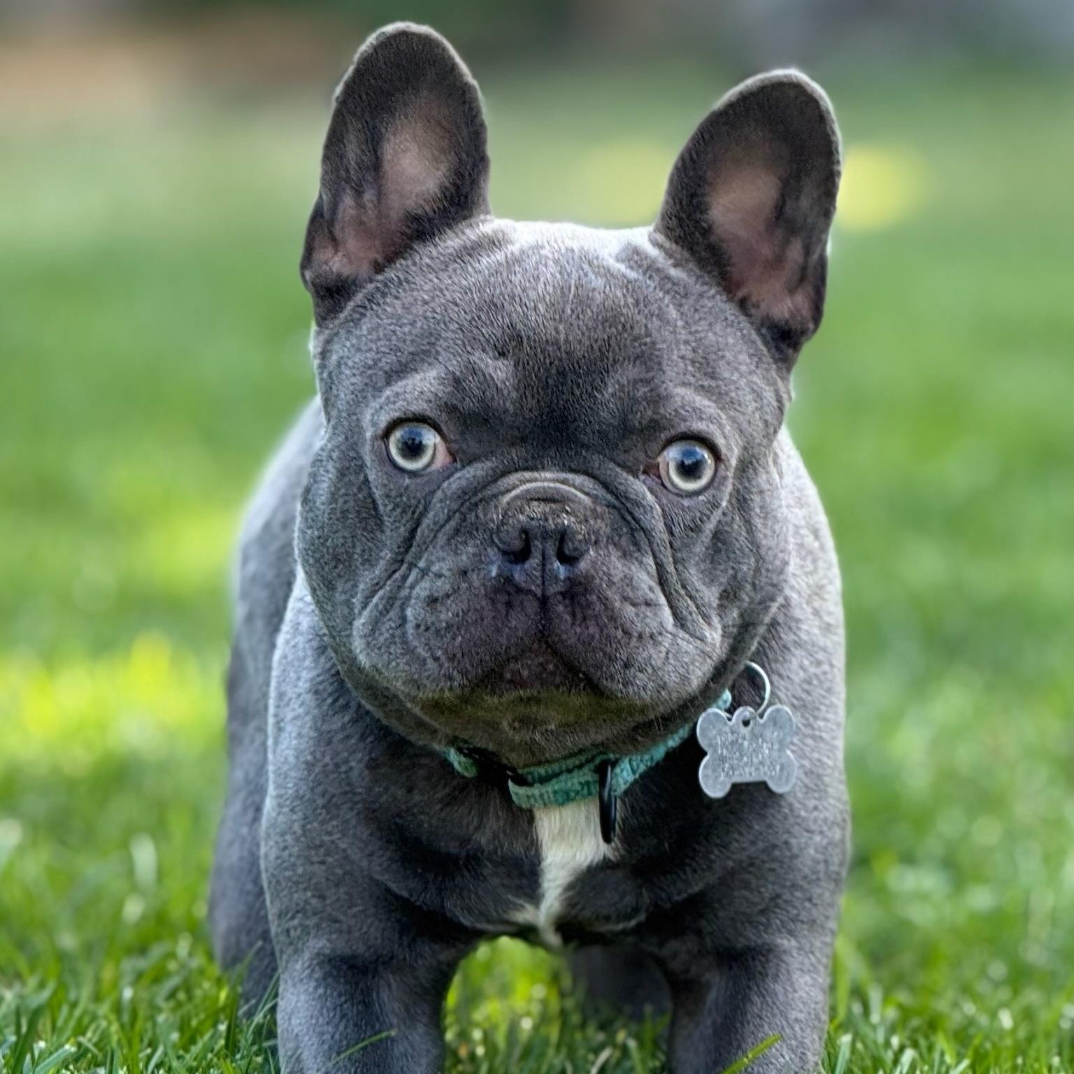 Enlarge Kevin, a Adoptable French Bulldog in Citrus Heights, CA image 3/6