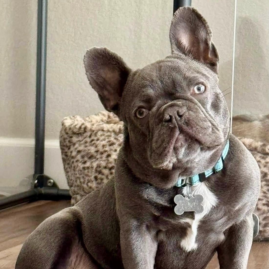 Kevin, Adoptable, Puppy Male French Bulldog.