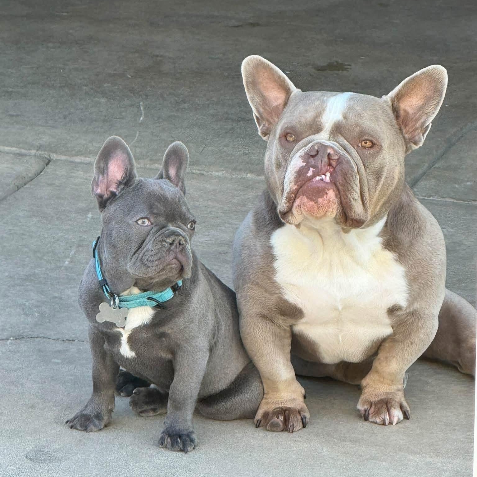 Enlarge Kevin, a Adoptable French Bulldog in Citrus Heights, CA image 2/6