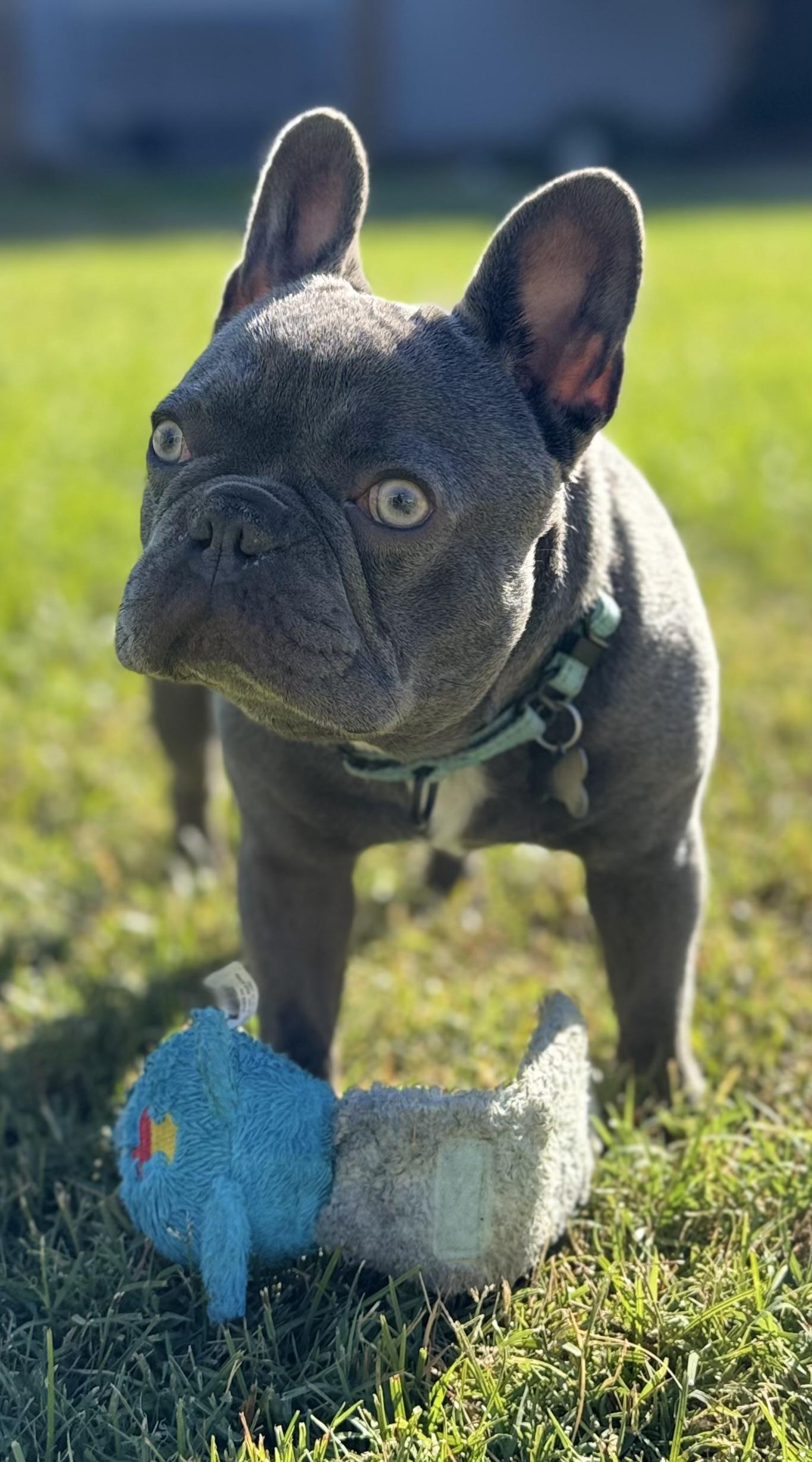 Enlarge Kevin, a Adoptable French Bulldog in Citrus Heights, CA image 6/6