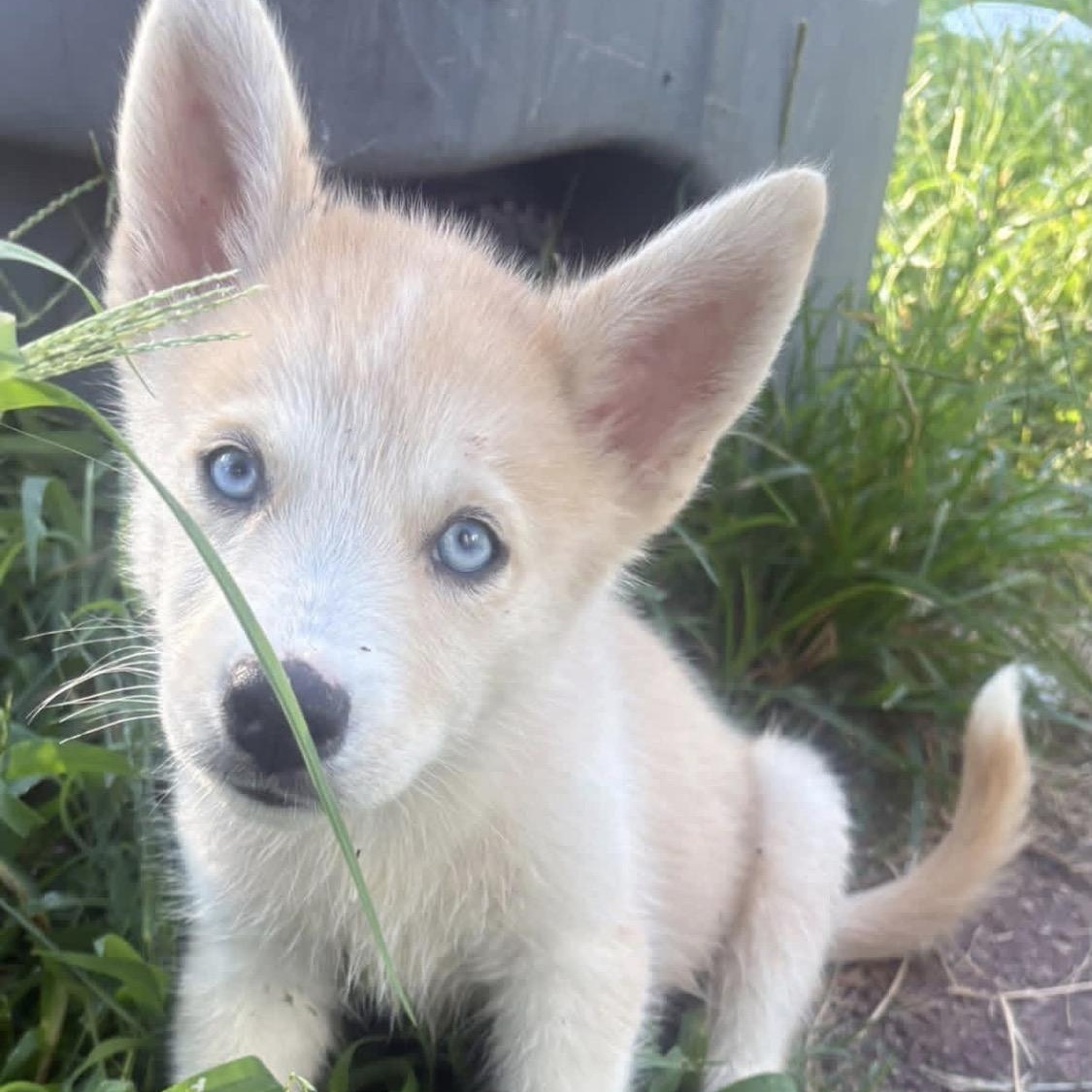 Enlarge Blue, a Adopted Husky in Hartford, CT image 2/6