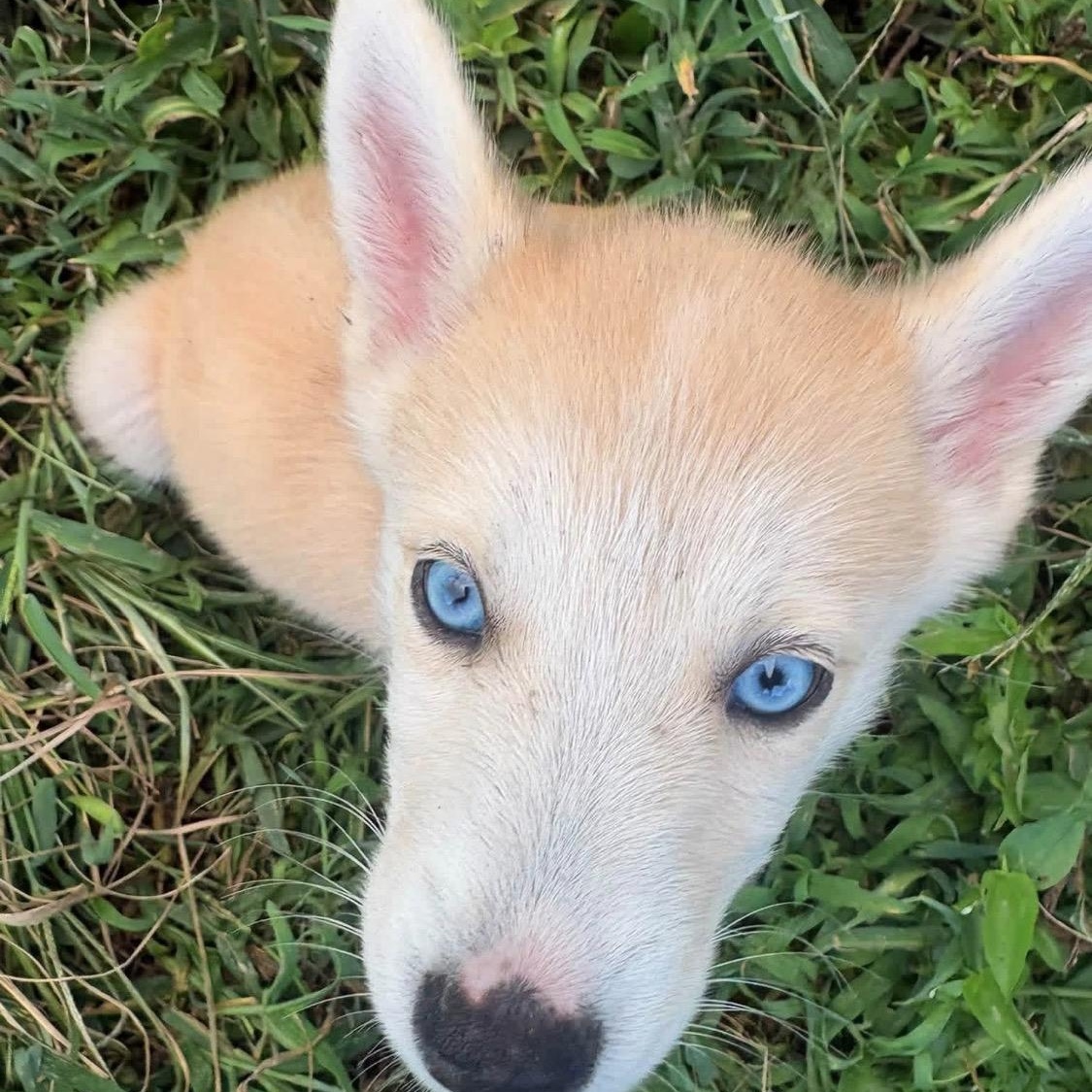 Blue, Adopted, Puppy Female Husky.