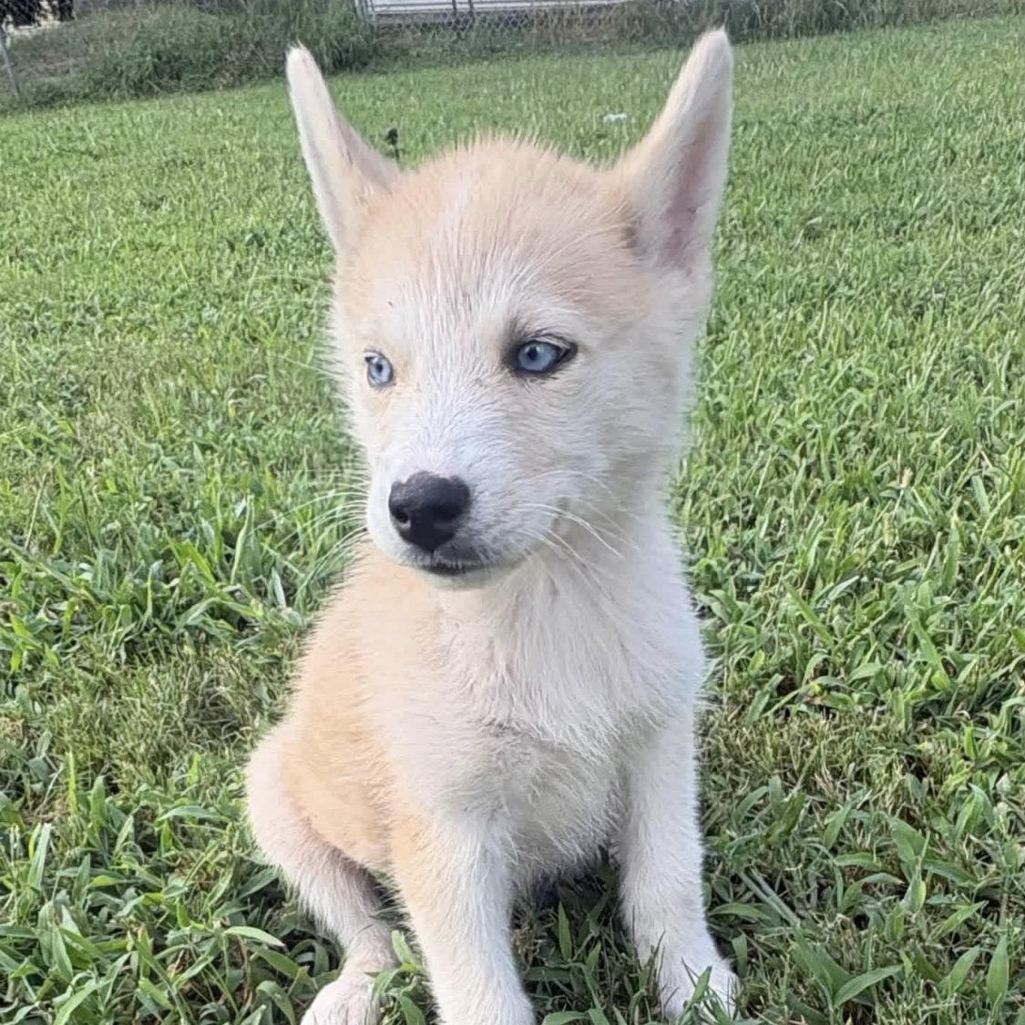 Enlarge Blue, a Adopted Husky in Hartford, CT image 4/6