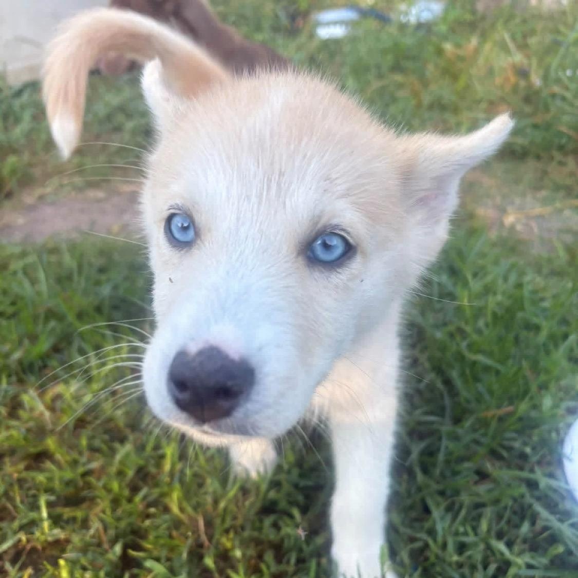 Enlarge Blue, a Adopted Husky in Hartford, CT image 6/6