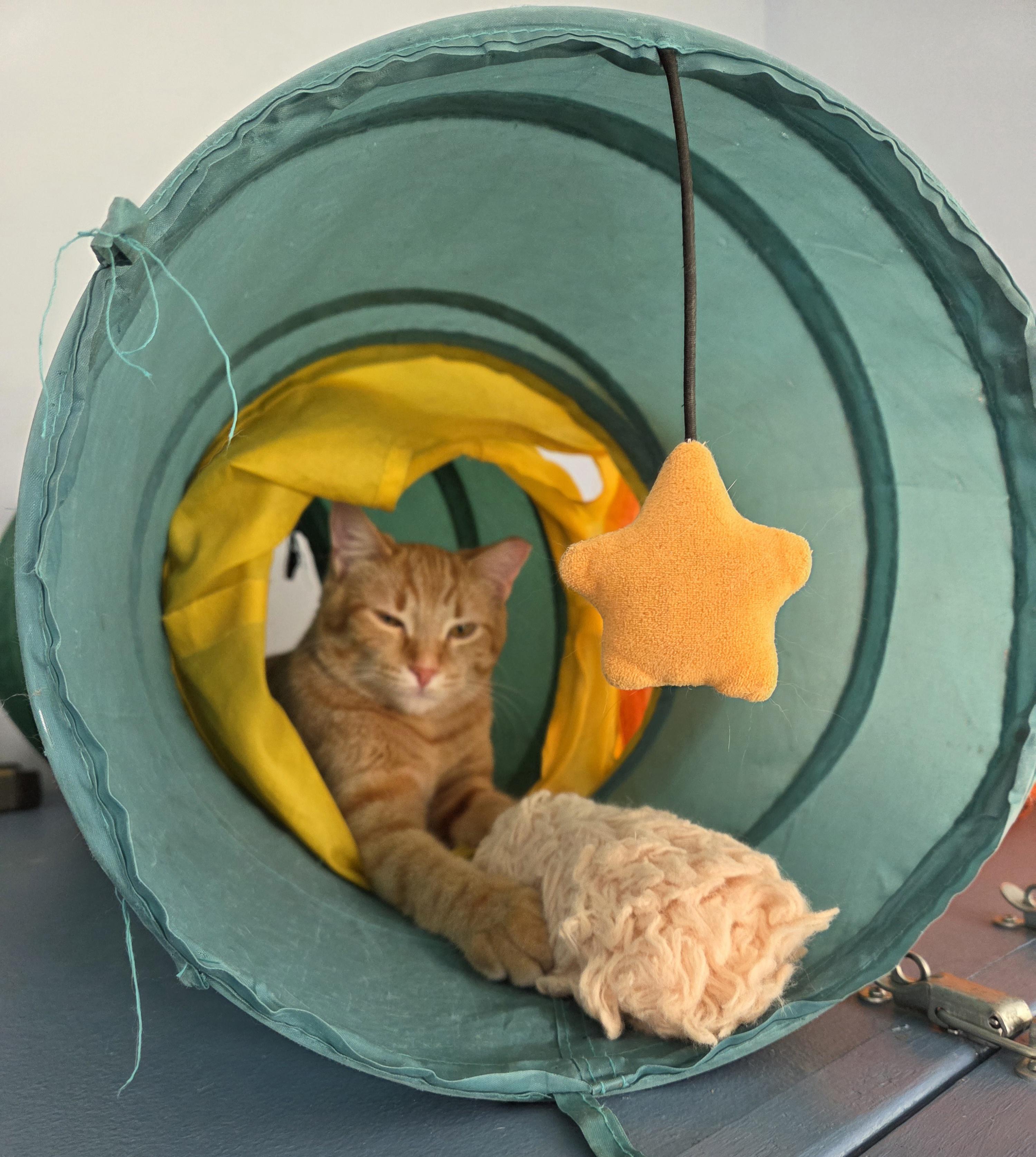 Zeus, a Adoptable mixed breed in Macomb, MI image 1/5