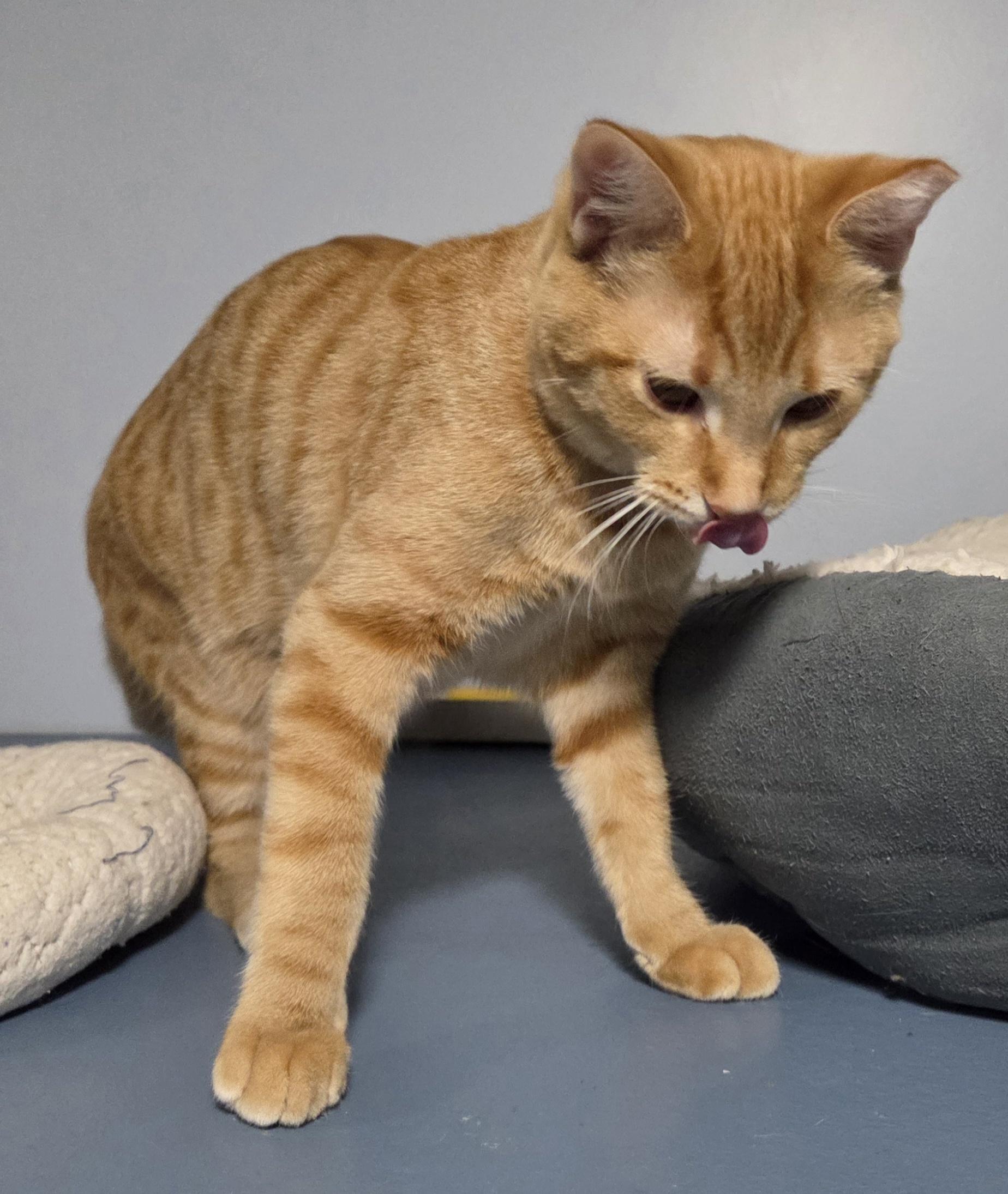 Zeus, a Adoptable mixed breed in Macomb, MI image 3/5