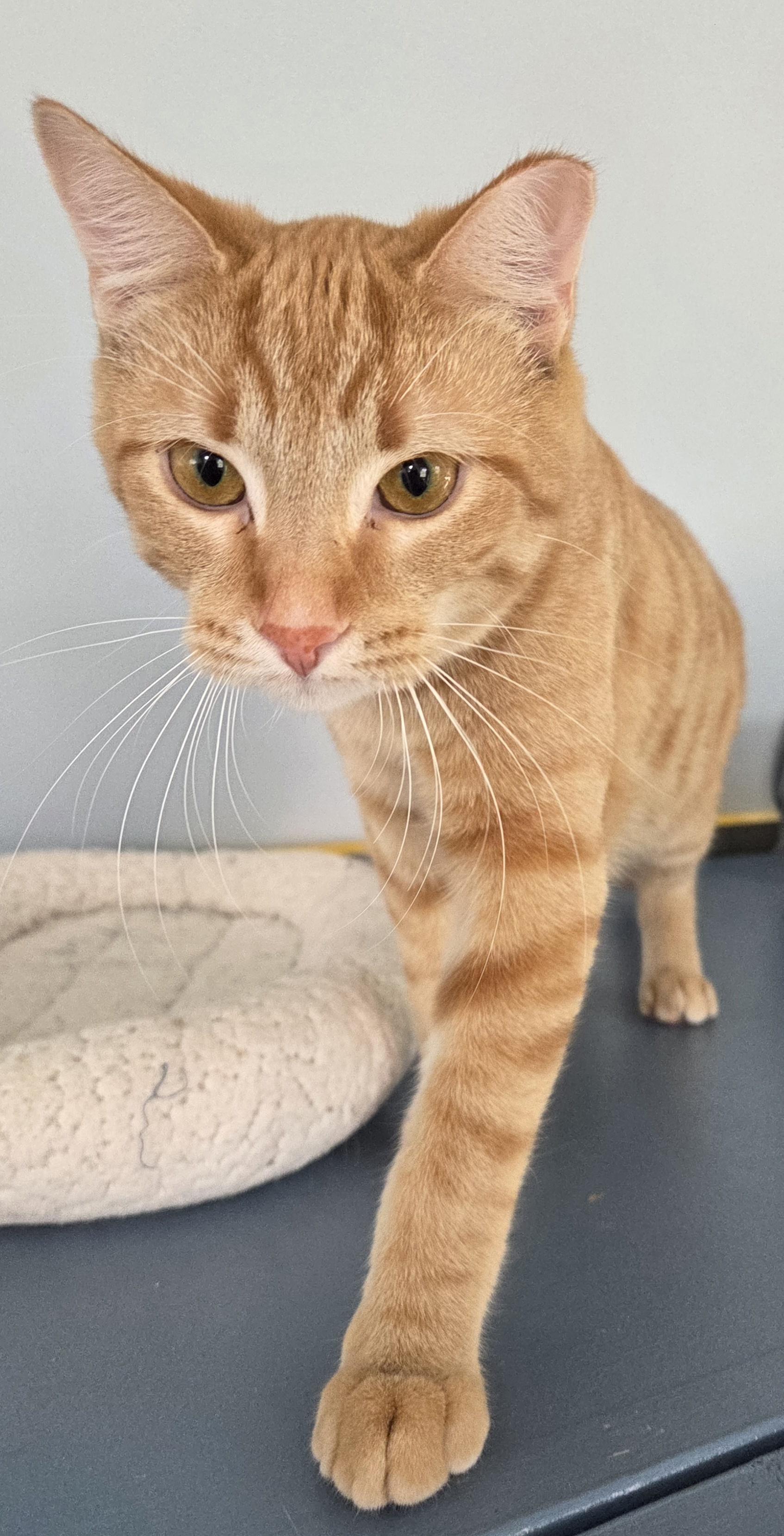 Zeus, a Adoptable mixed breed in Macomb, MI image 4/5