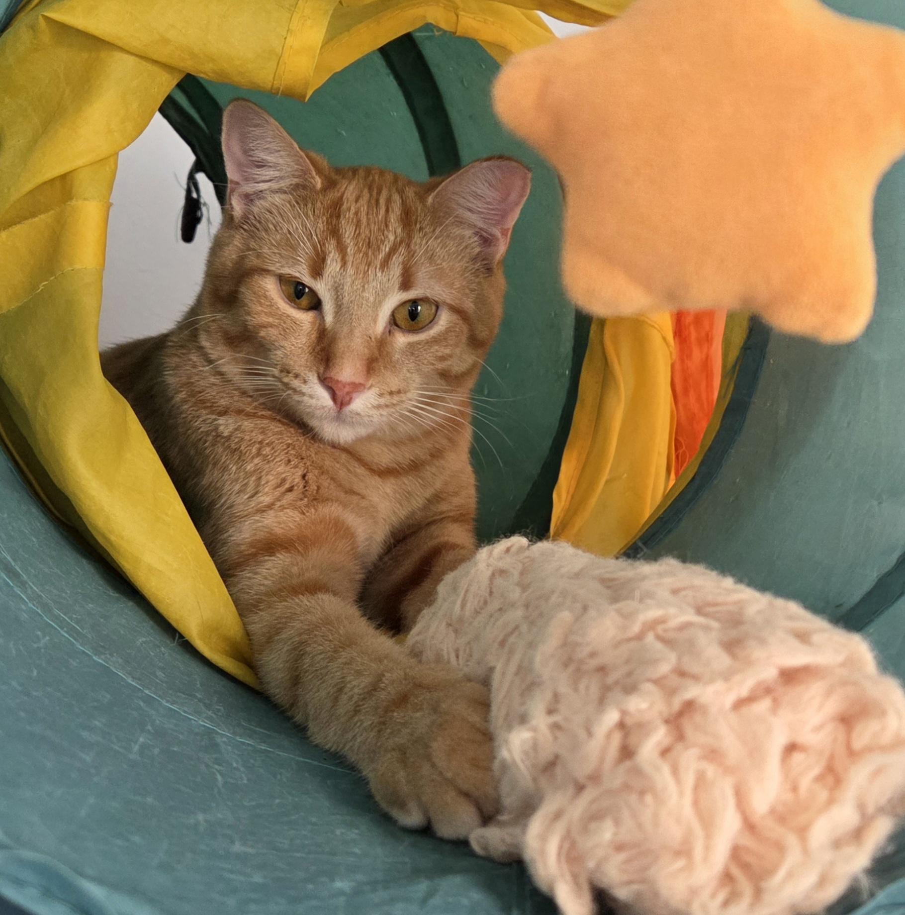 Zeus, a Adoptable mixed breed in Macomb, MI image 2/5