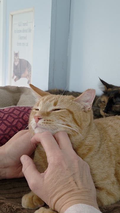 Enlarge Zeus, a Adoptable mixed breed in Macomb, MI video 5/5