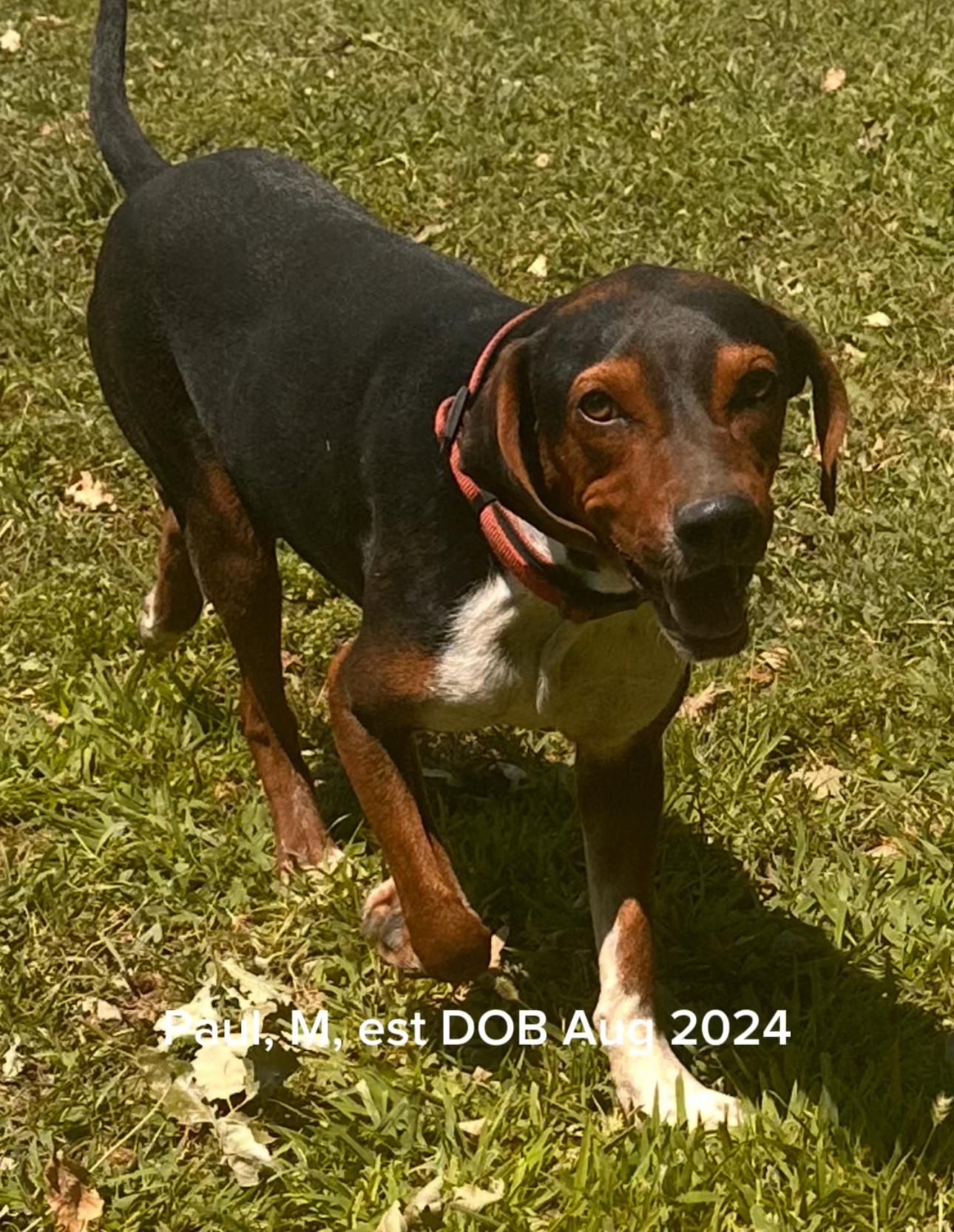 Paul, a Adoptable mixed breed in Shrewsbury, MA image 1/5