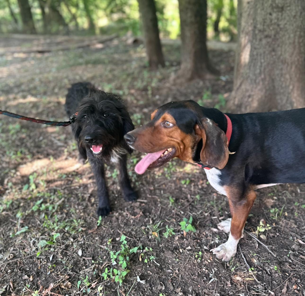 Paul, a Adoptable mixed breed in Shrewsbury, MA image 3/5