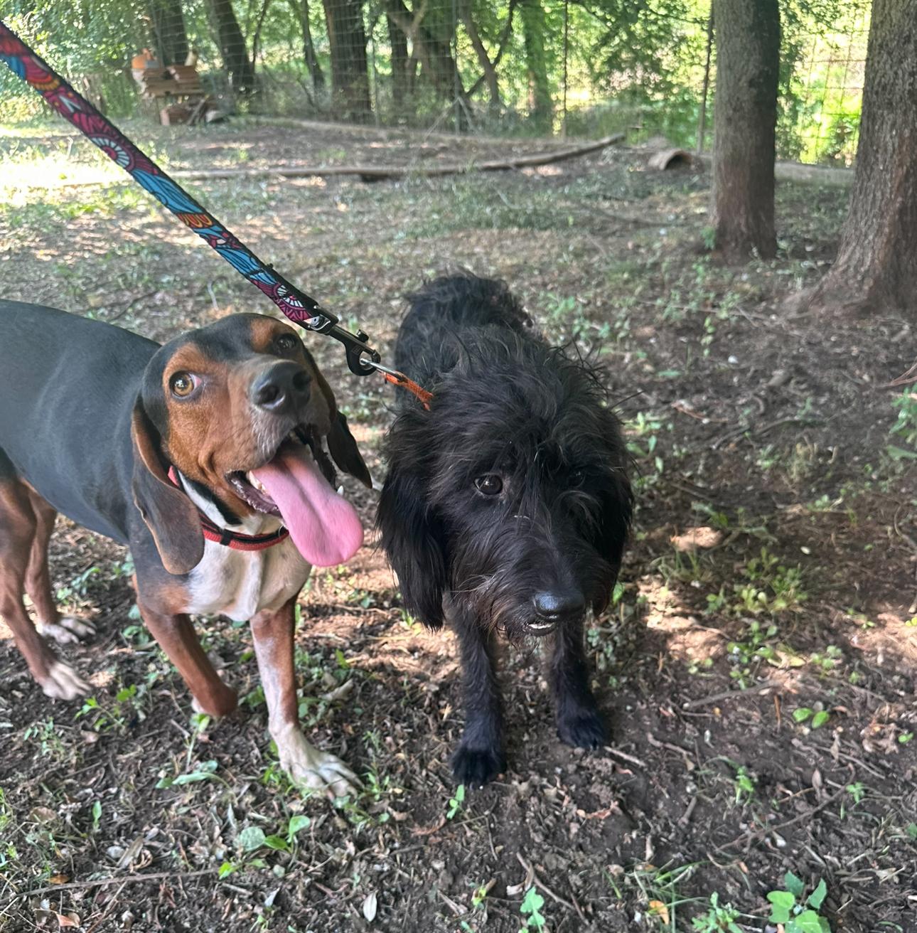Paul, a Adoptable mixed breed in Shrewsbury, MA image 4/5