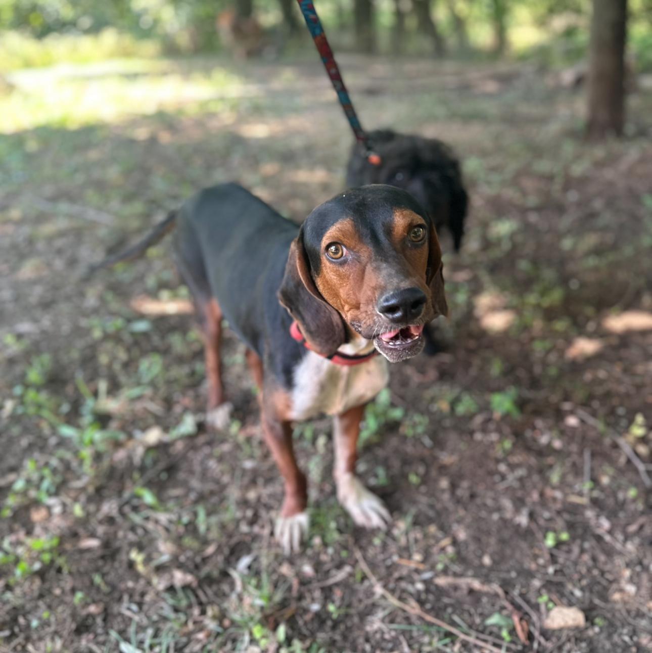 Paul, a Adoptable mixed breed in Shrewsbury, MA image 5/5