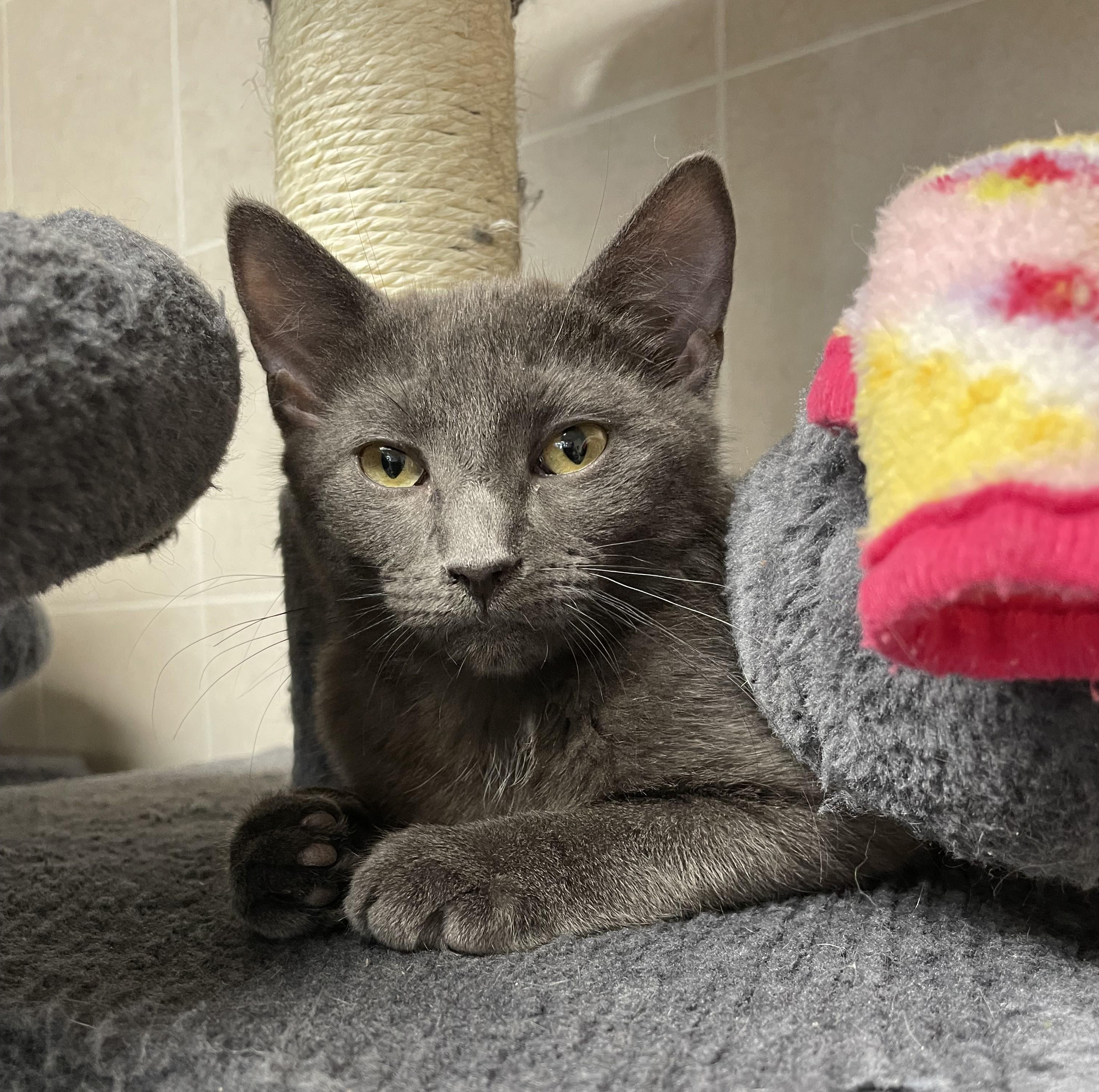 Rosemary, Adoptable, Kitten Female American Shorthair.