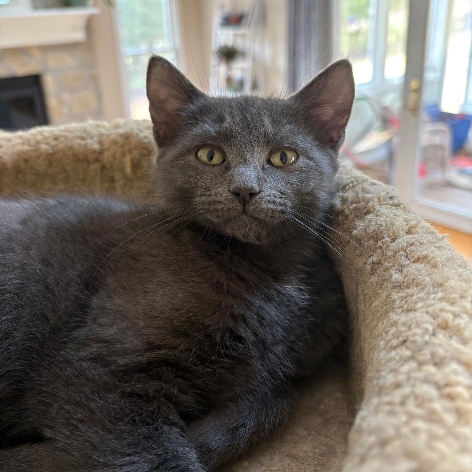 Enlarge Rosemary, a Adoptable American Shorthair in North Kingstown, RI image 3/6