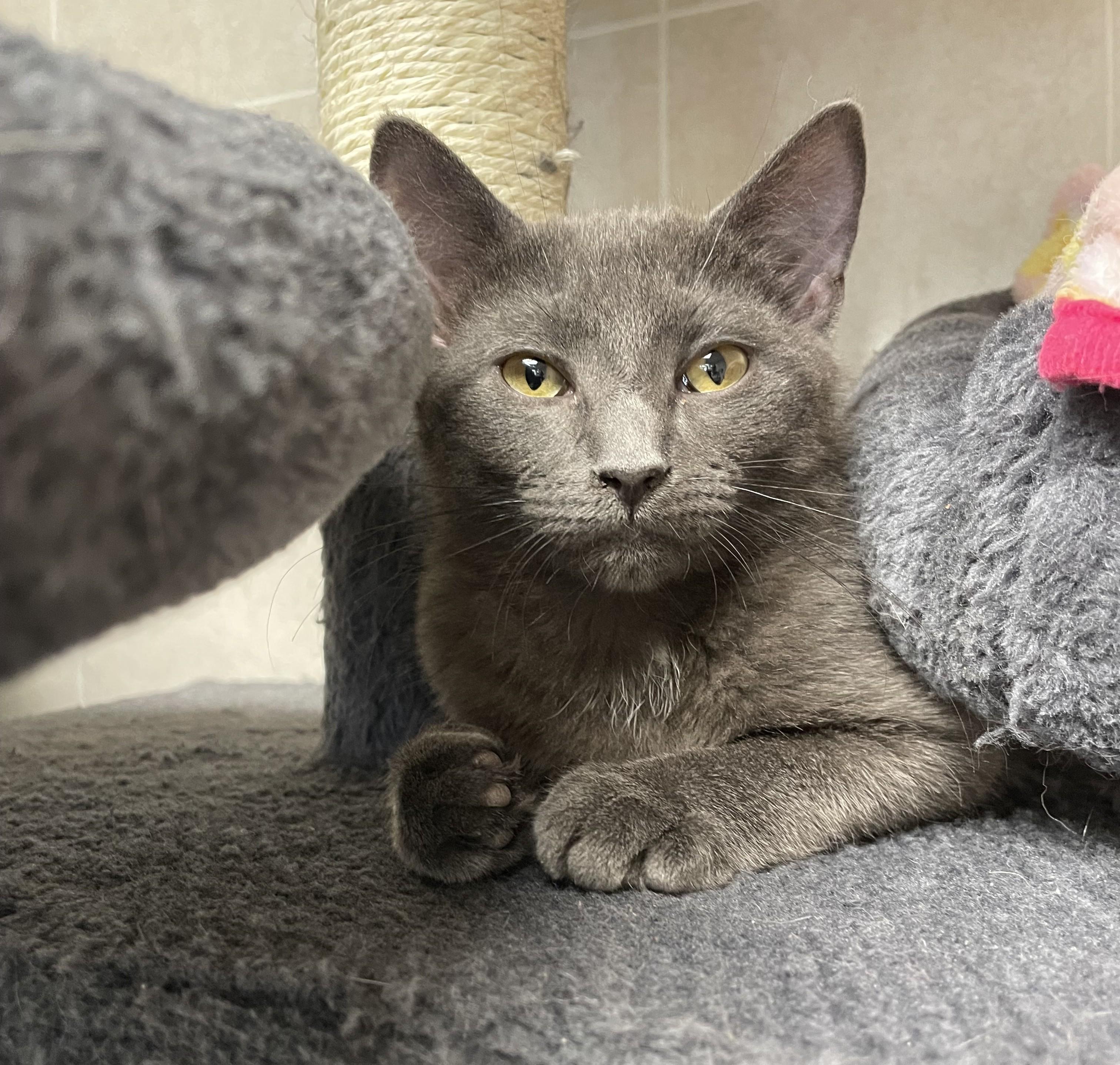 Enlarge Rosemary, a Adoptable American Shorthair in North Kingstown, RI image 2/6