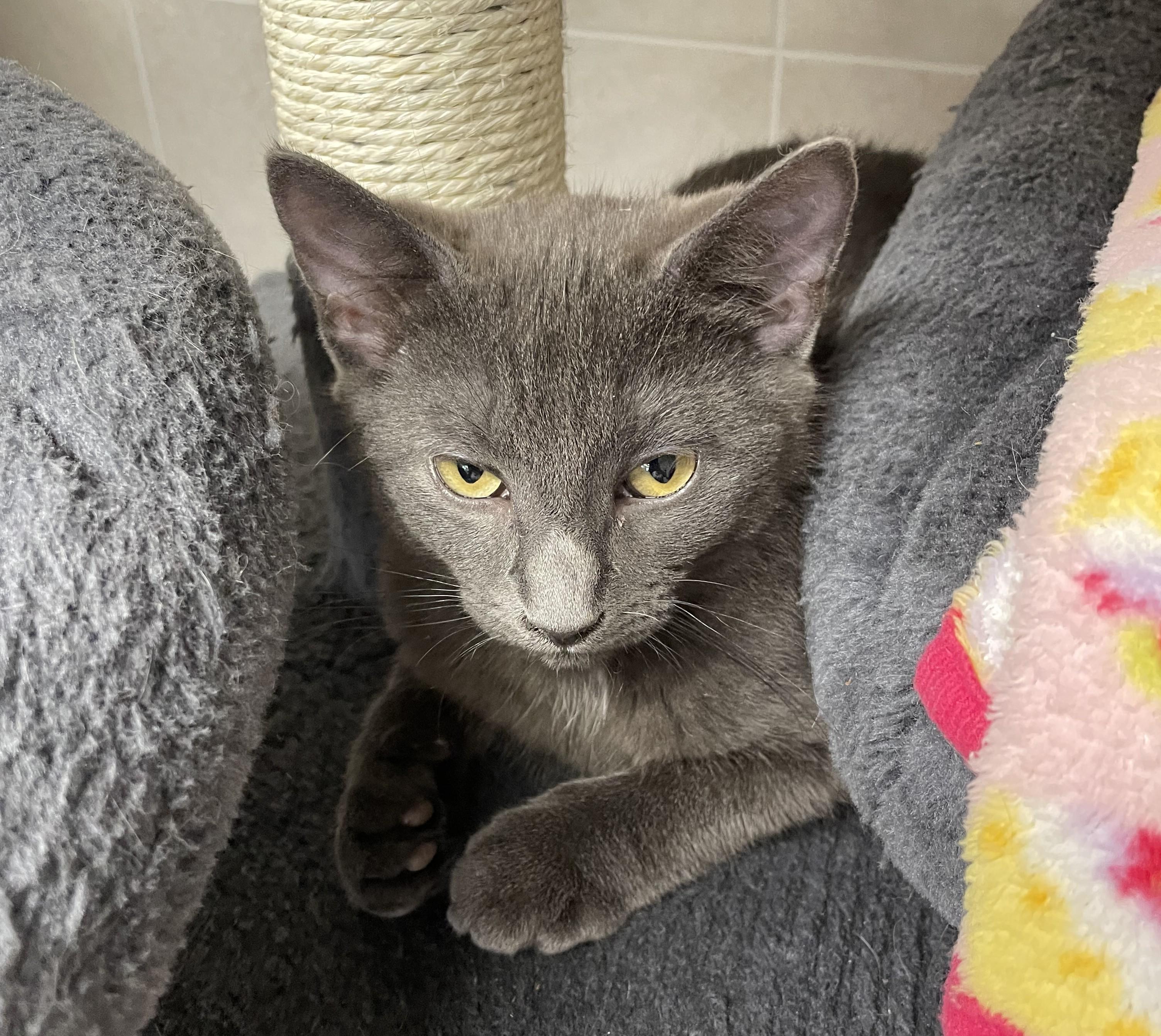 Enlarge Rosemary, a Adoptable American Shorthair in North Kingstown, RI image 6/6