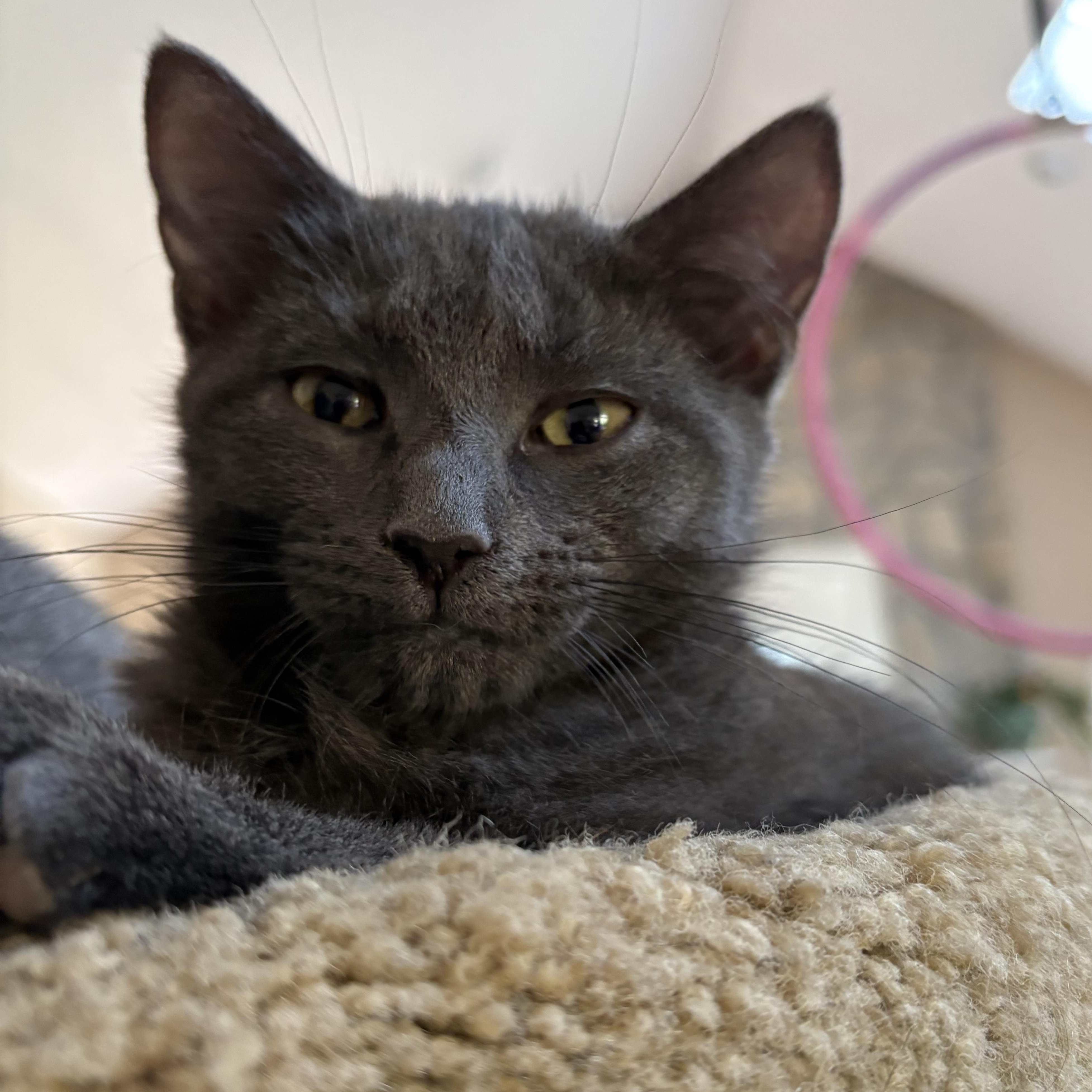 Enlarge Rosemary, a Adoptable American Shorthair in North Kingstown, RI image 4/6