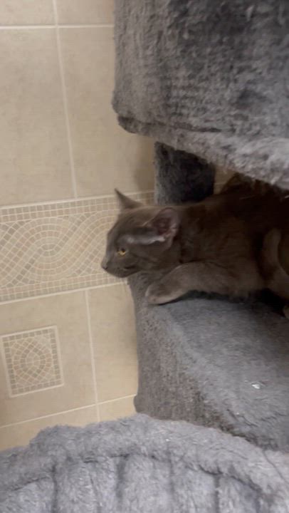 Enlarge Rosemary, a Adoptable American Shorthair in North Kingstown, RI video 5/6