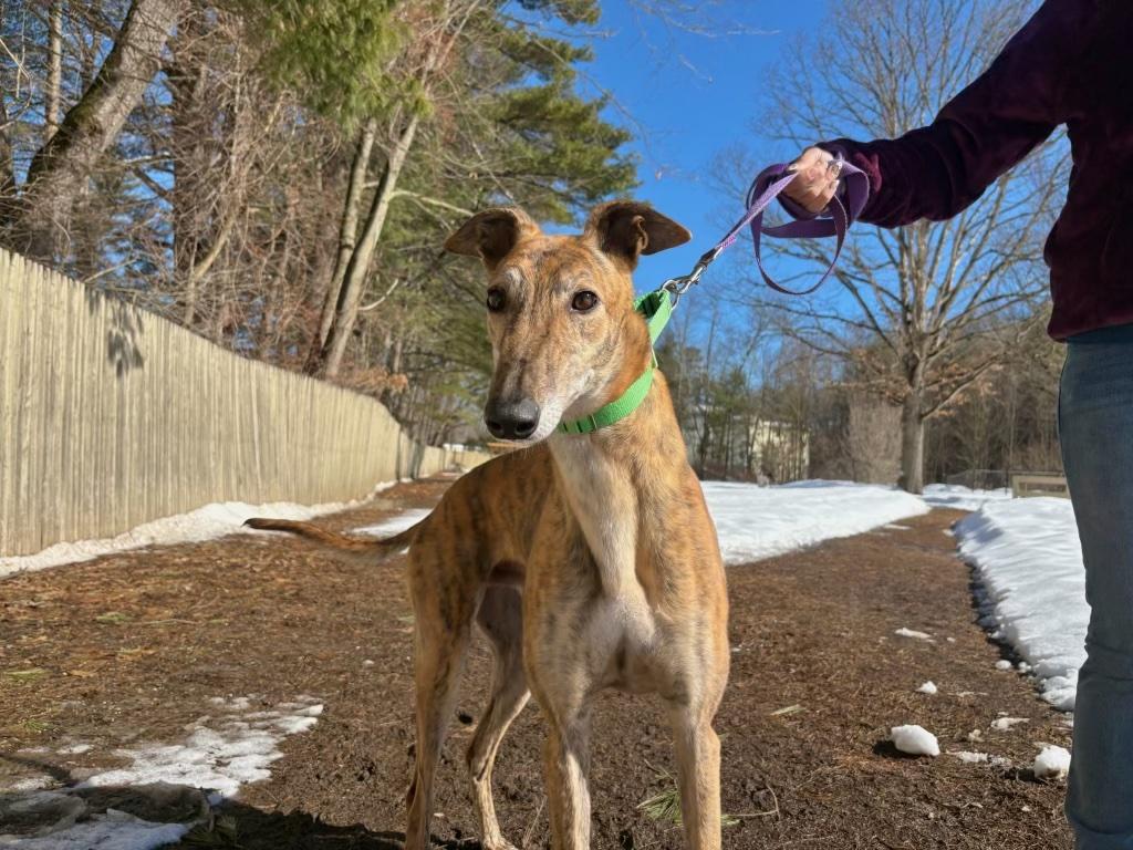 Mozzie, an adopted Greyhound in Swanzey, NH image 2/6