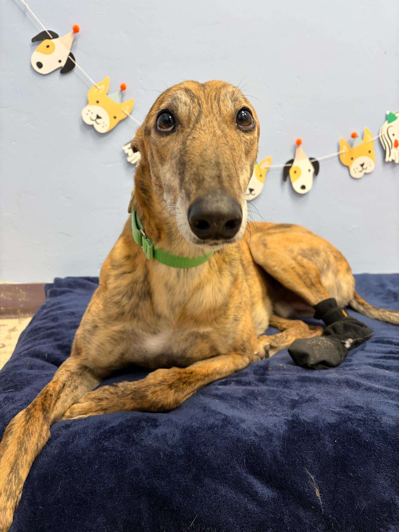 Mozzie, adopted, Adult Male Greyhound.