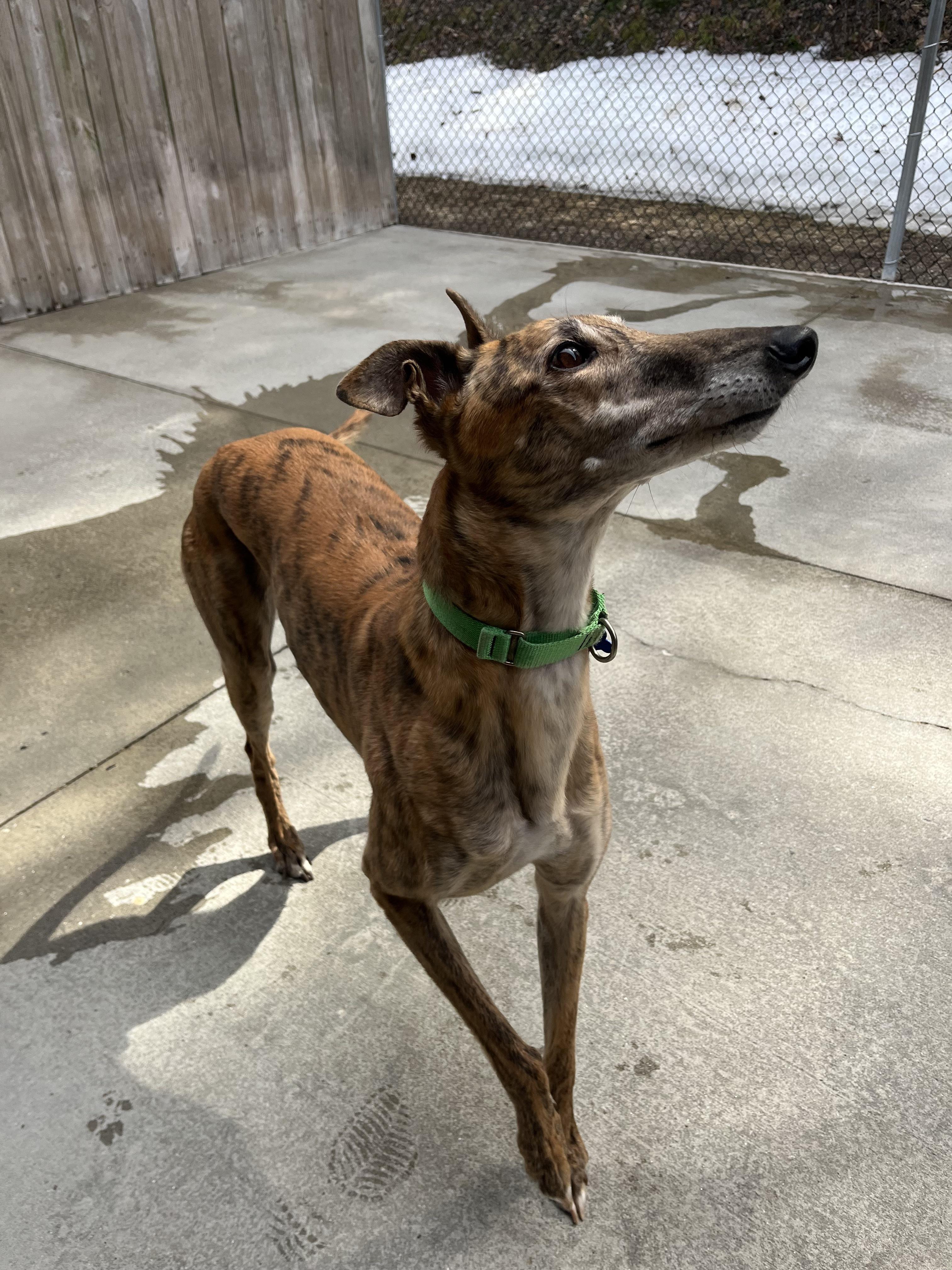 Mozzie, an adopted Greyhound in Swanzey, NH image 4/6