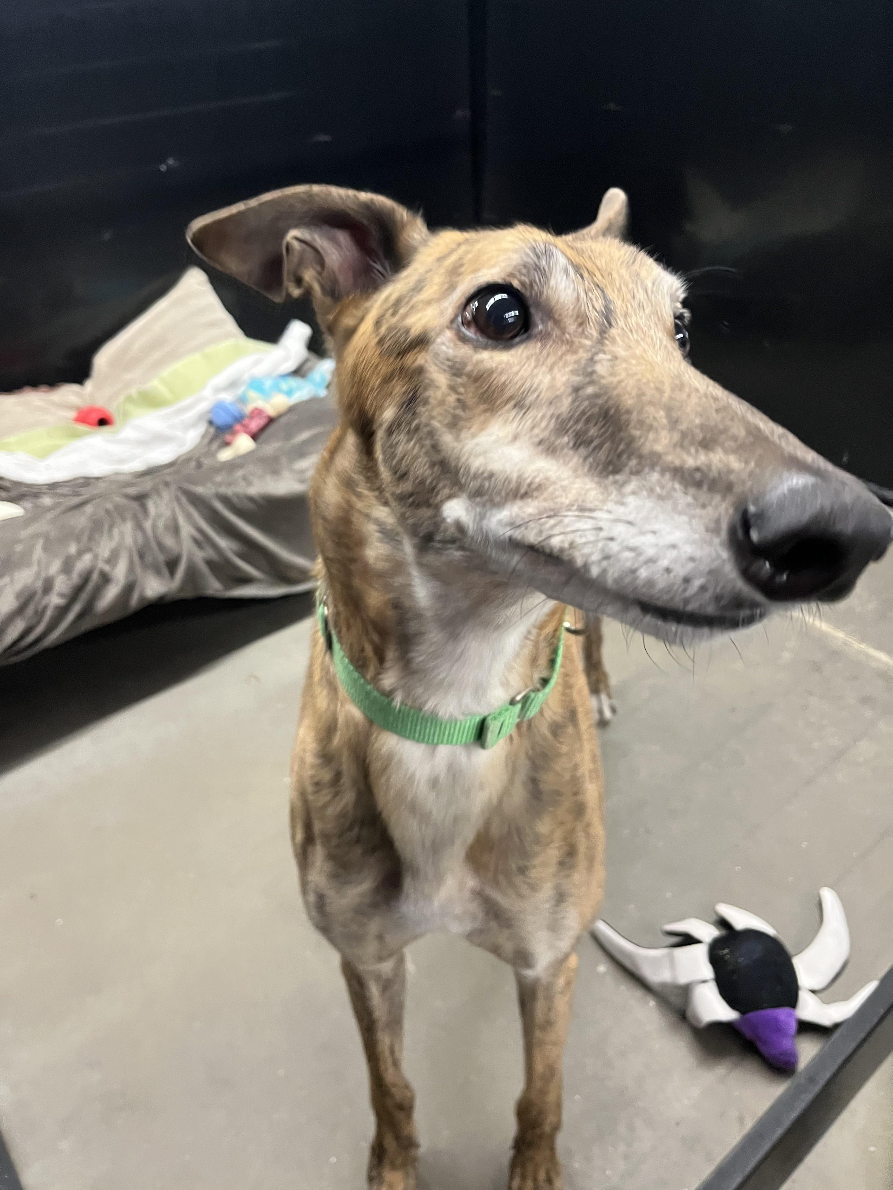 Mozzie, an adopted Greyhound in Swanzey, NH image 6/6