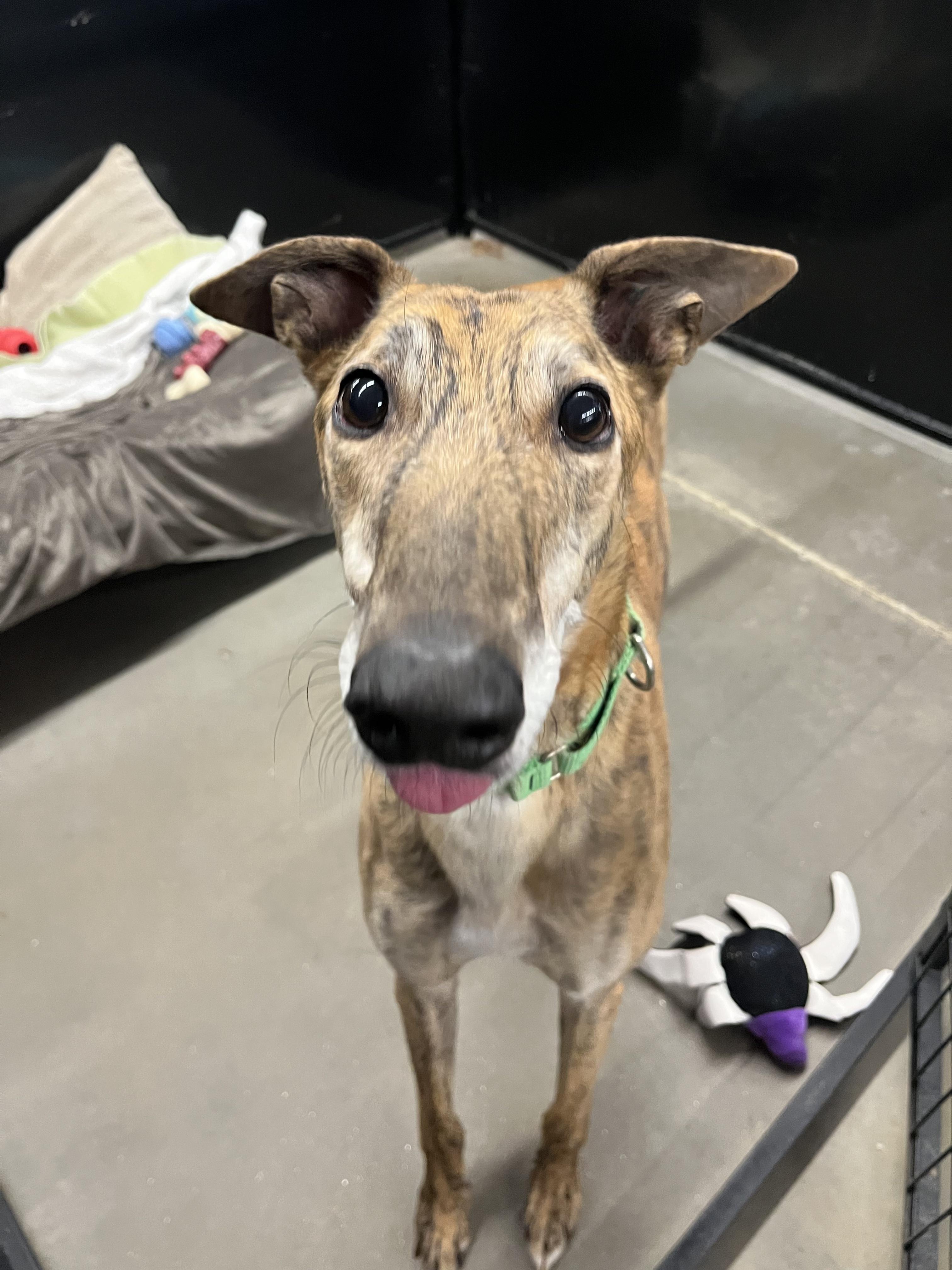 Mozzie, an adopted Greyhound in Swanzey, NH image 3/6