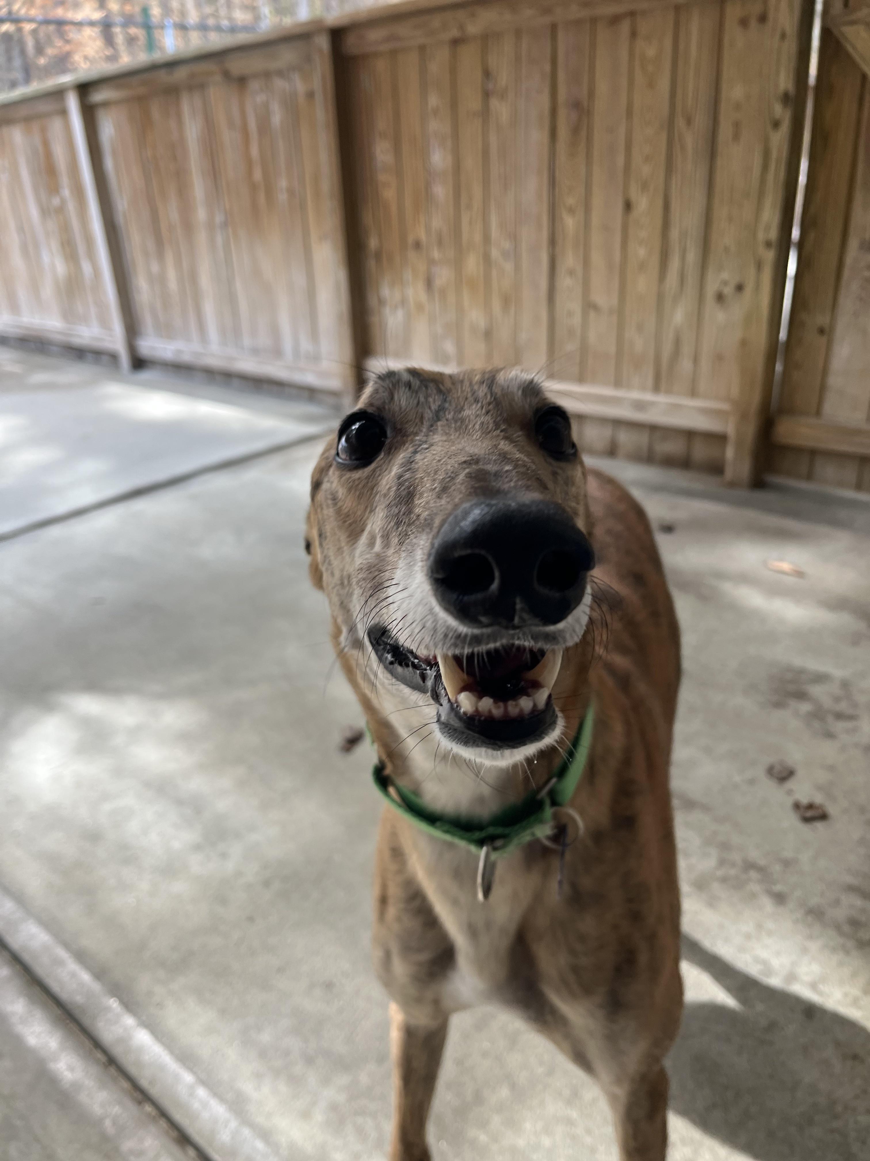 Mozzie, an adopted Greyhound in Swanzey, NH image 5/6