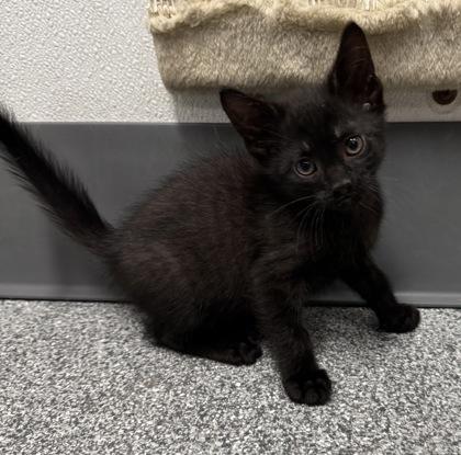 Enlarge Cosmo, an adopted mixed breed in Tinley Park, IL image 2/2