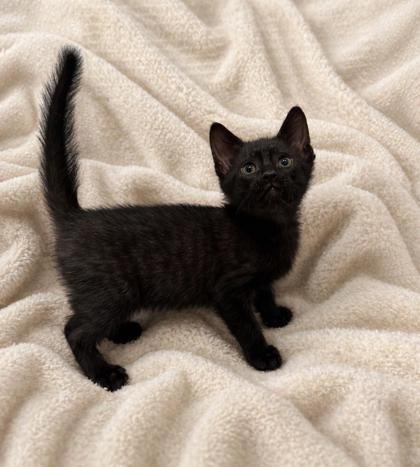 Enlarge Cosmo, an adopted mixed breed in Tinley Park, IL image 1/2