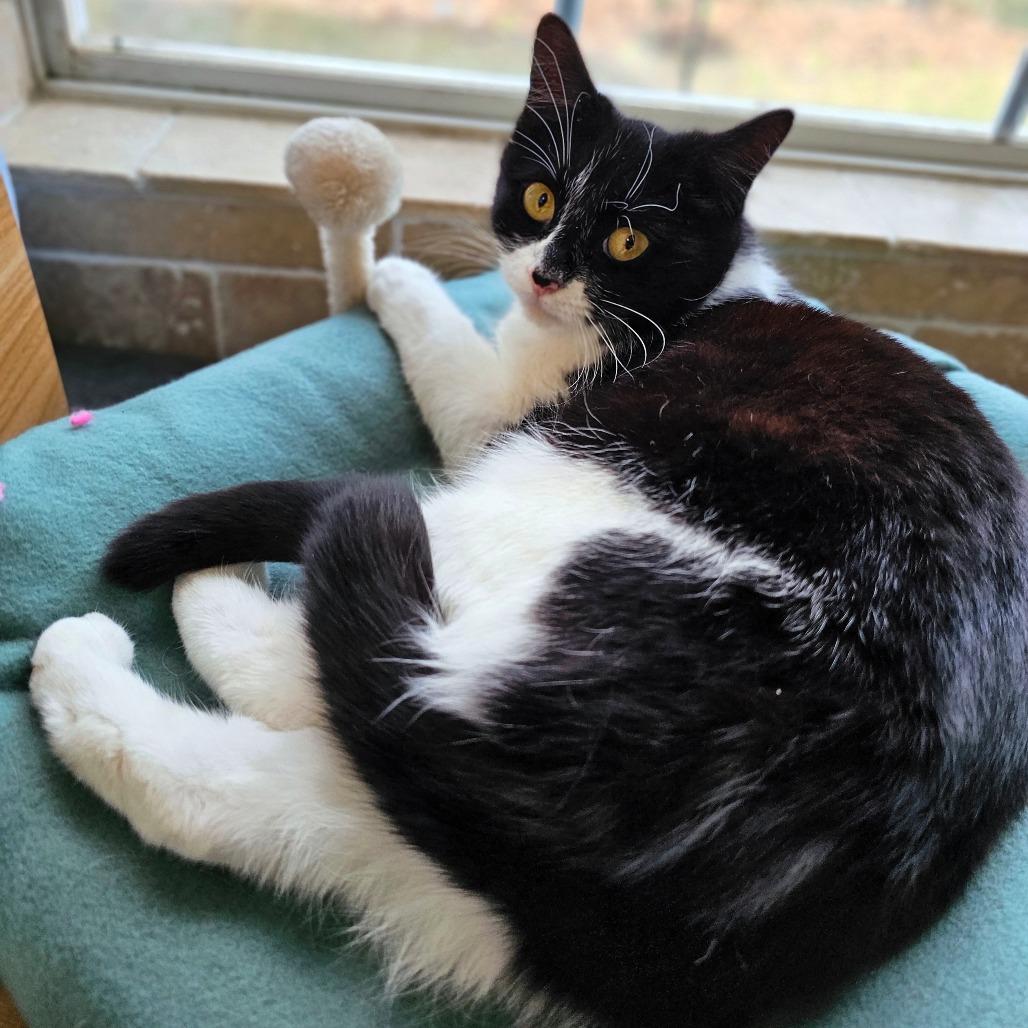 Enlarge Confetti, a Adoptable Domestic Medium Hair in Fort Worth, TX image 3/5