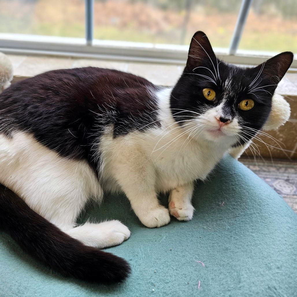 Enlarge Confetti, a Adoptable Domestic Medium Hair in Fort Worth, TX image 1/5